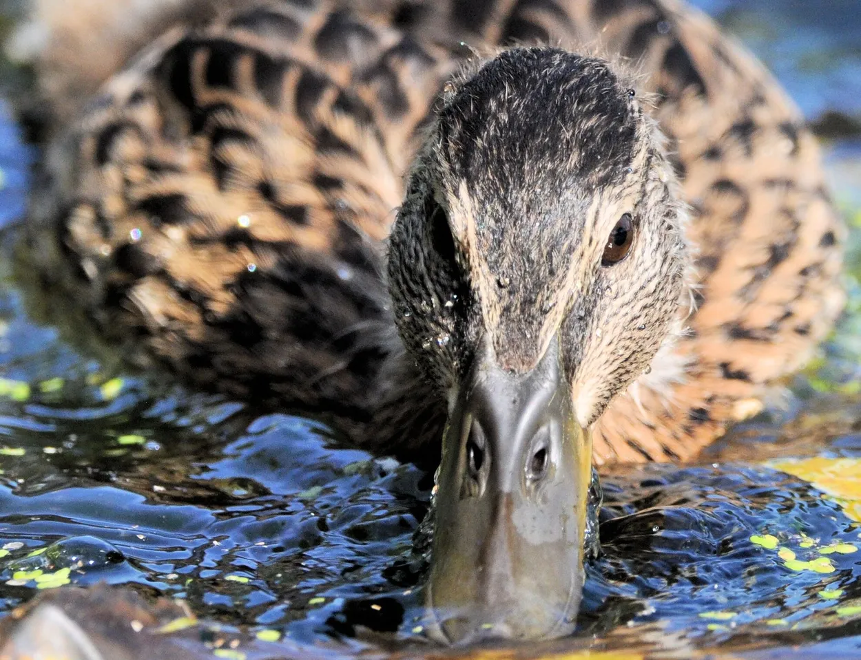 Entry 4780617