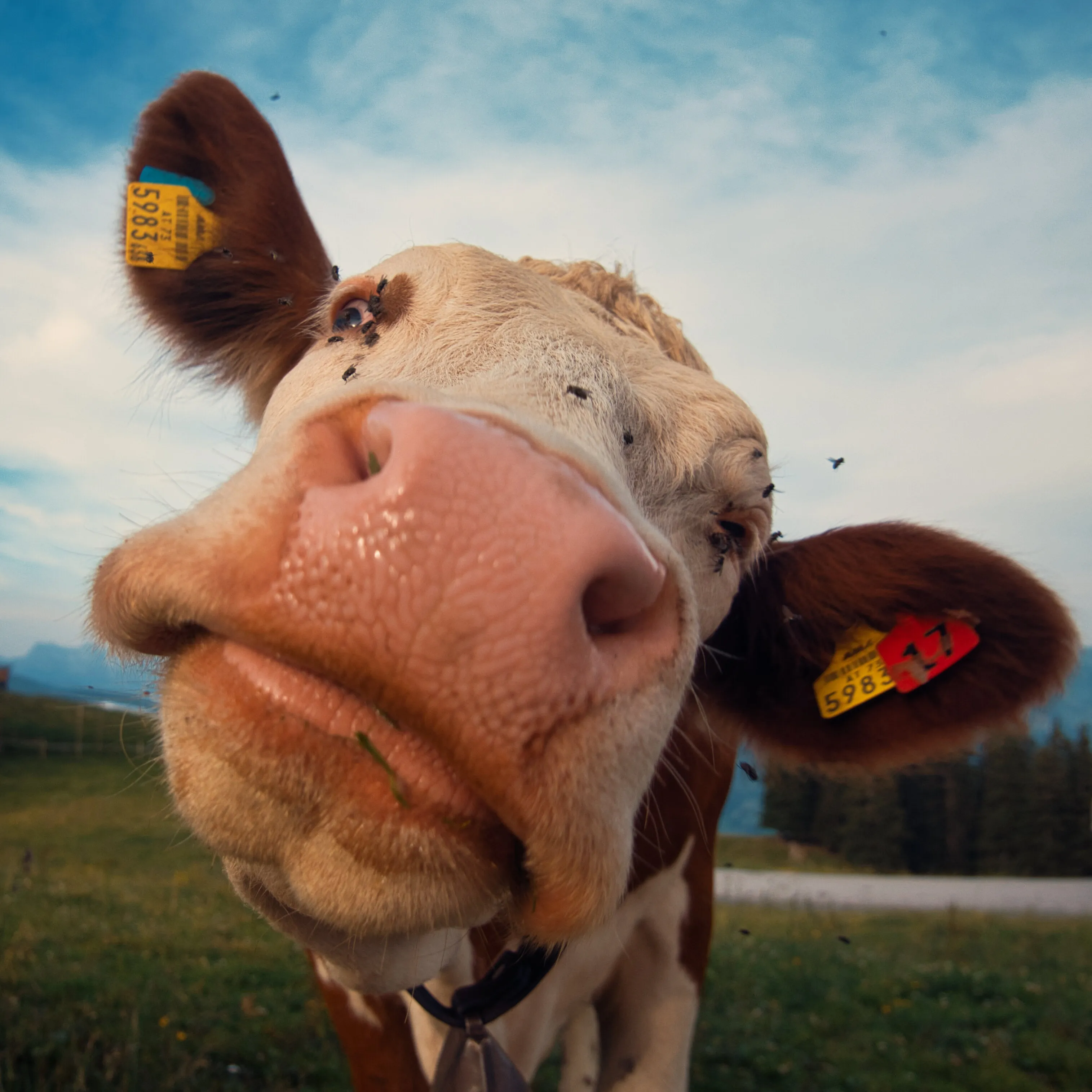 The Emotions of a Cow