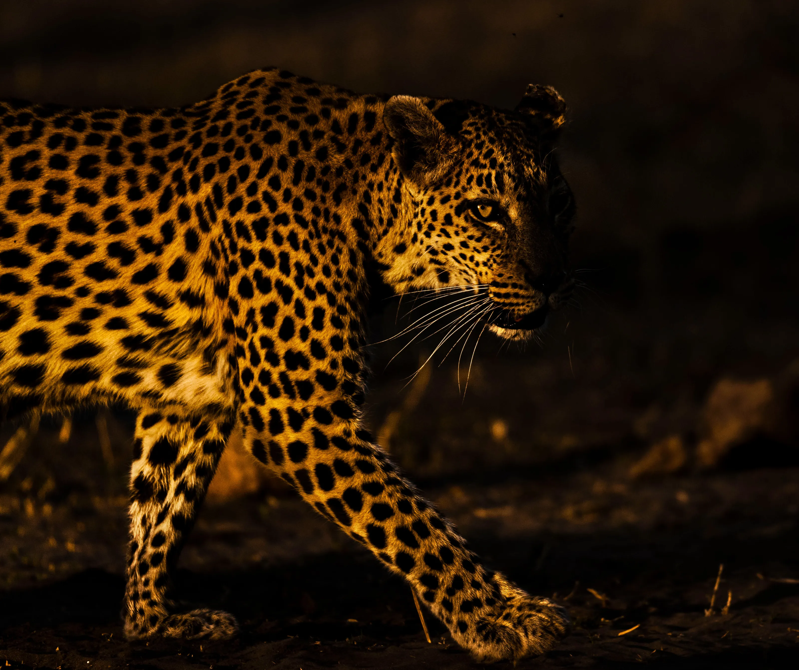 Leopard