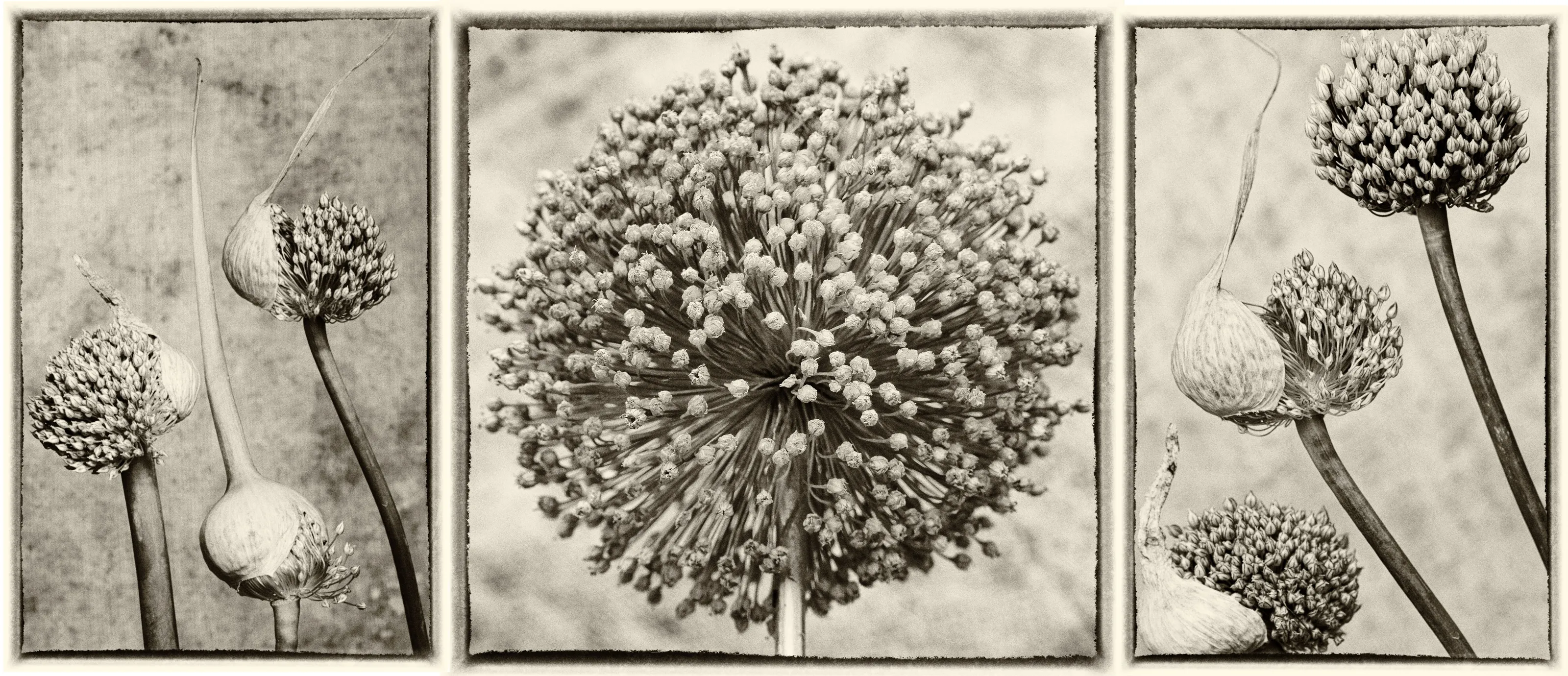 Leek buds and flowers triptych in sepia