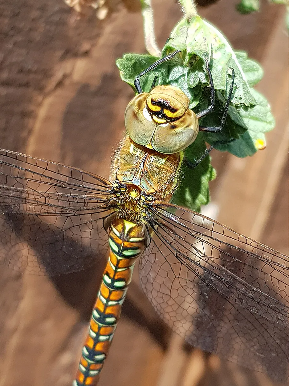 Entry 4779223