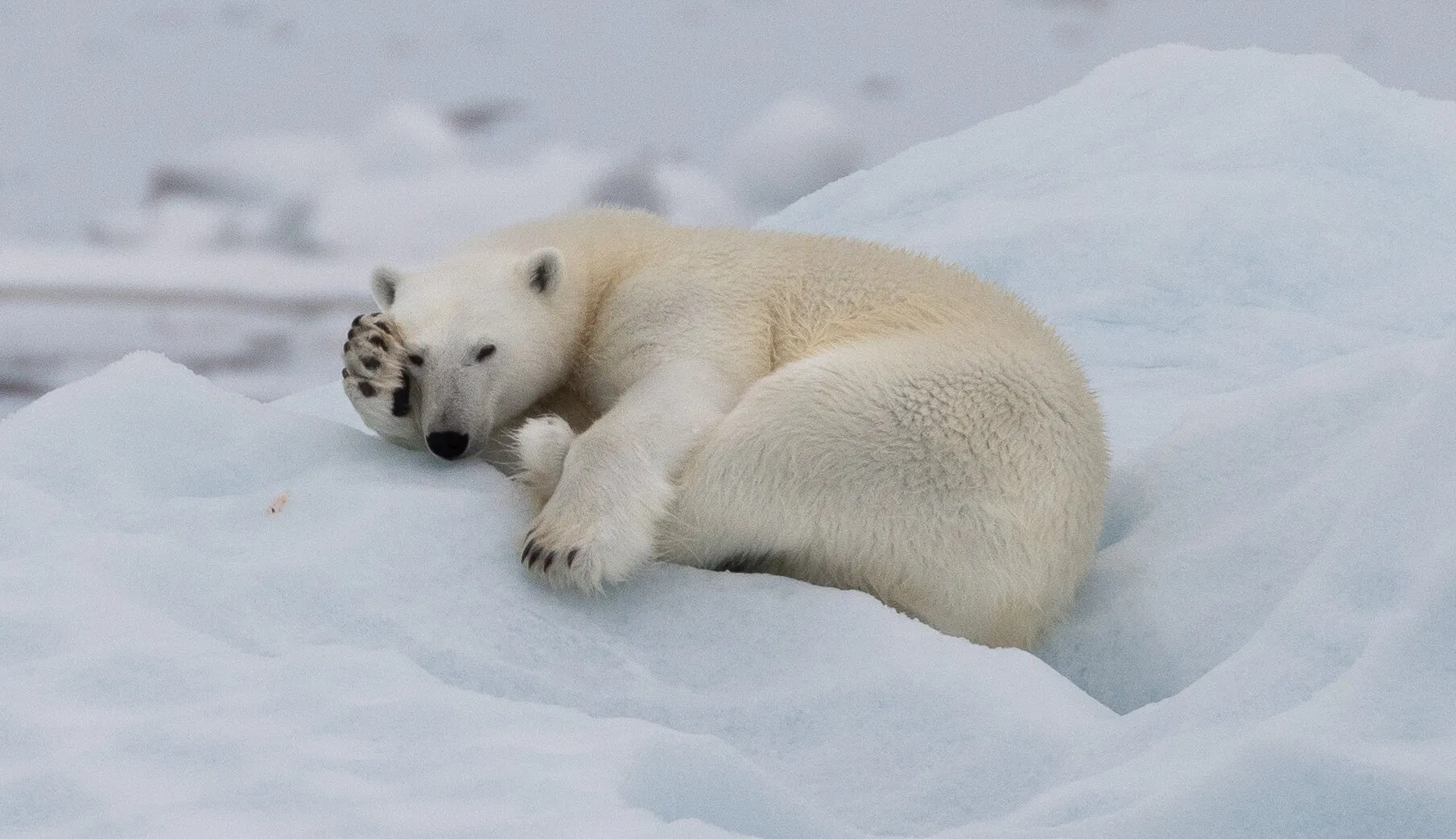 Entry 19961797