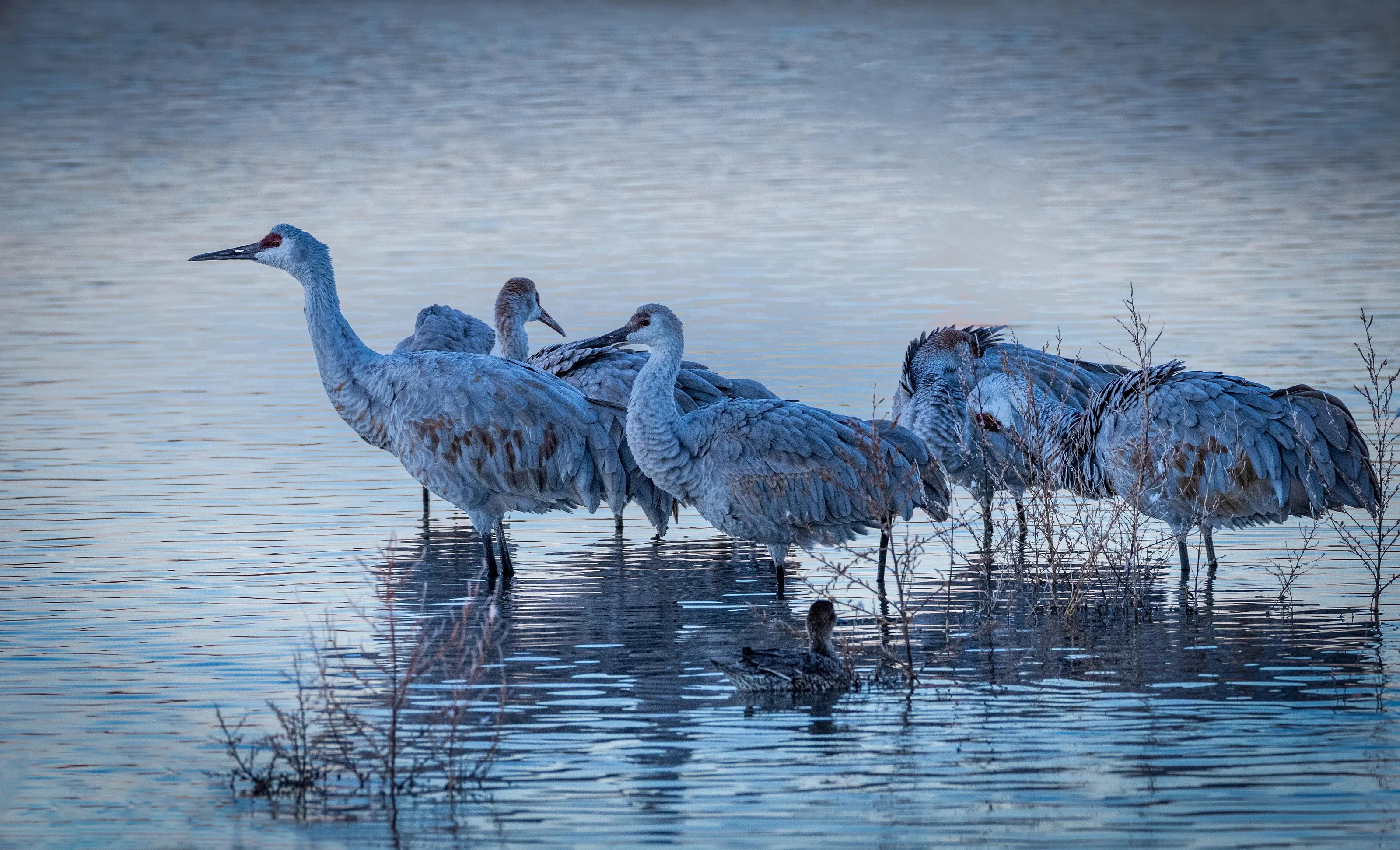 Family of Sandhill Cranes