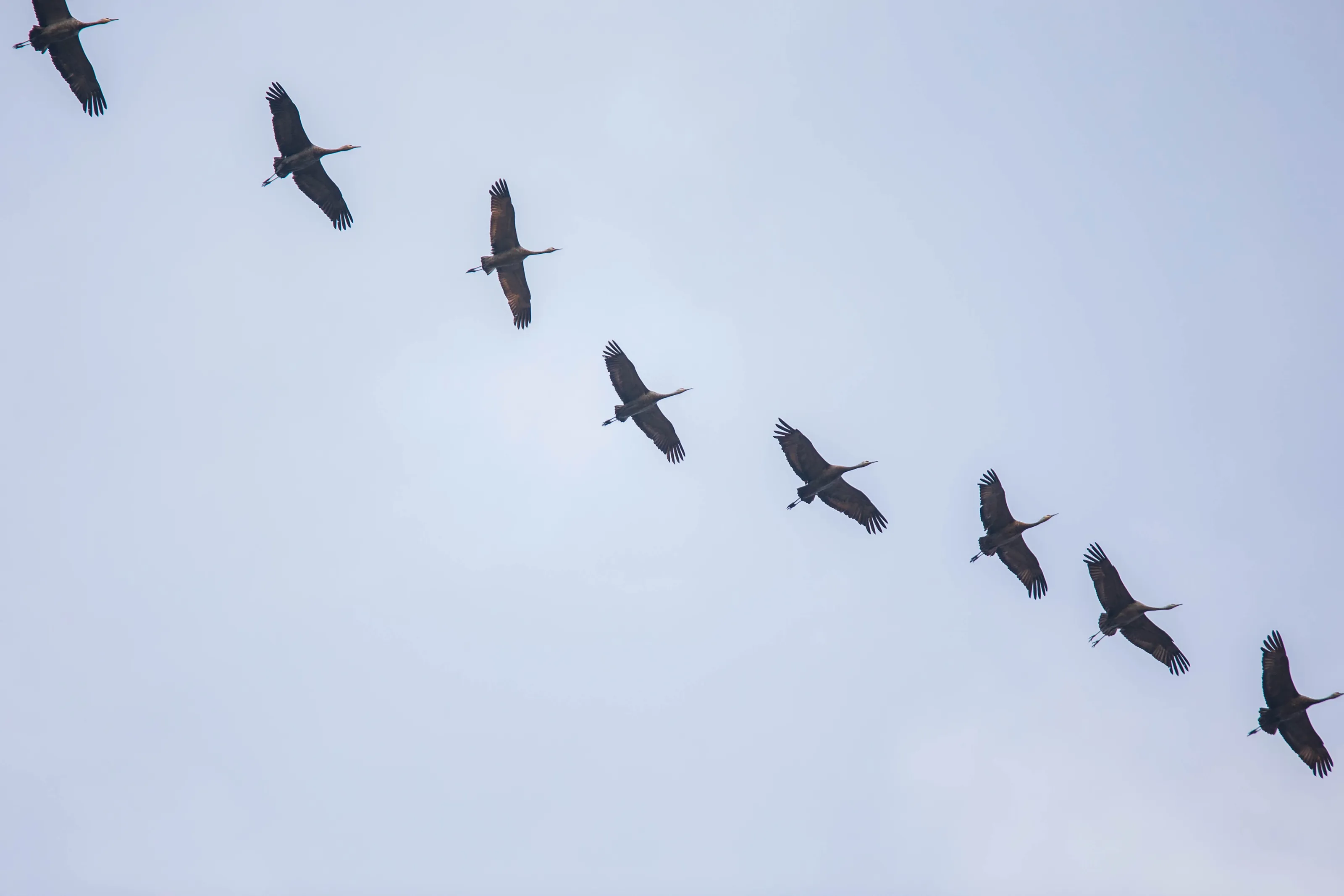 Sandhill Crane Migration over Denali