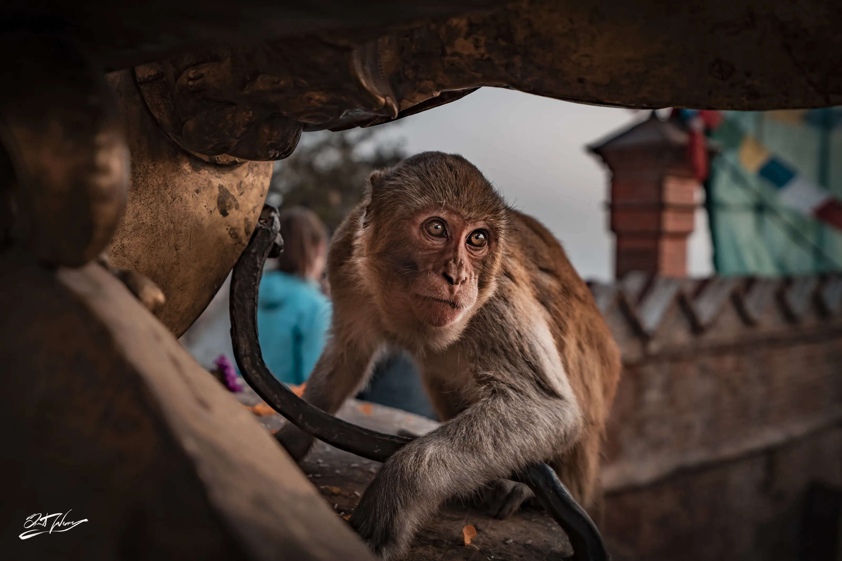 Monkey Eyes