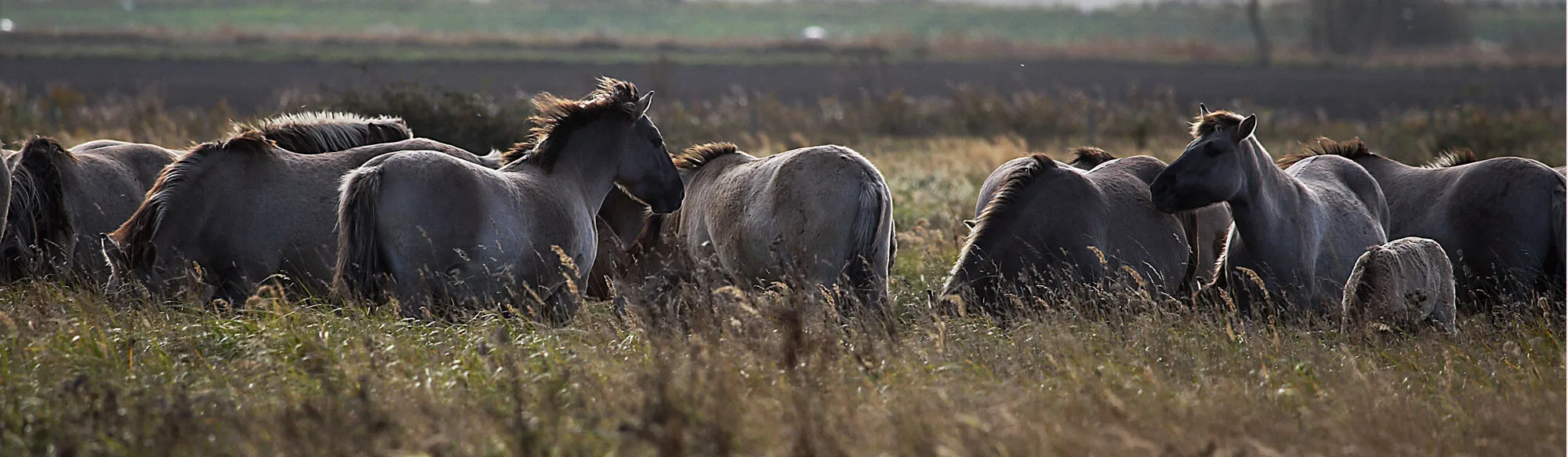 Ponies Wicken Fen