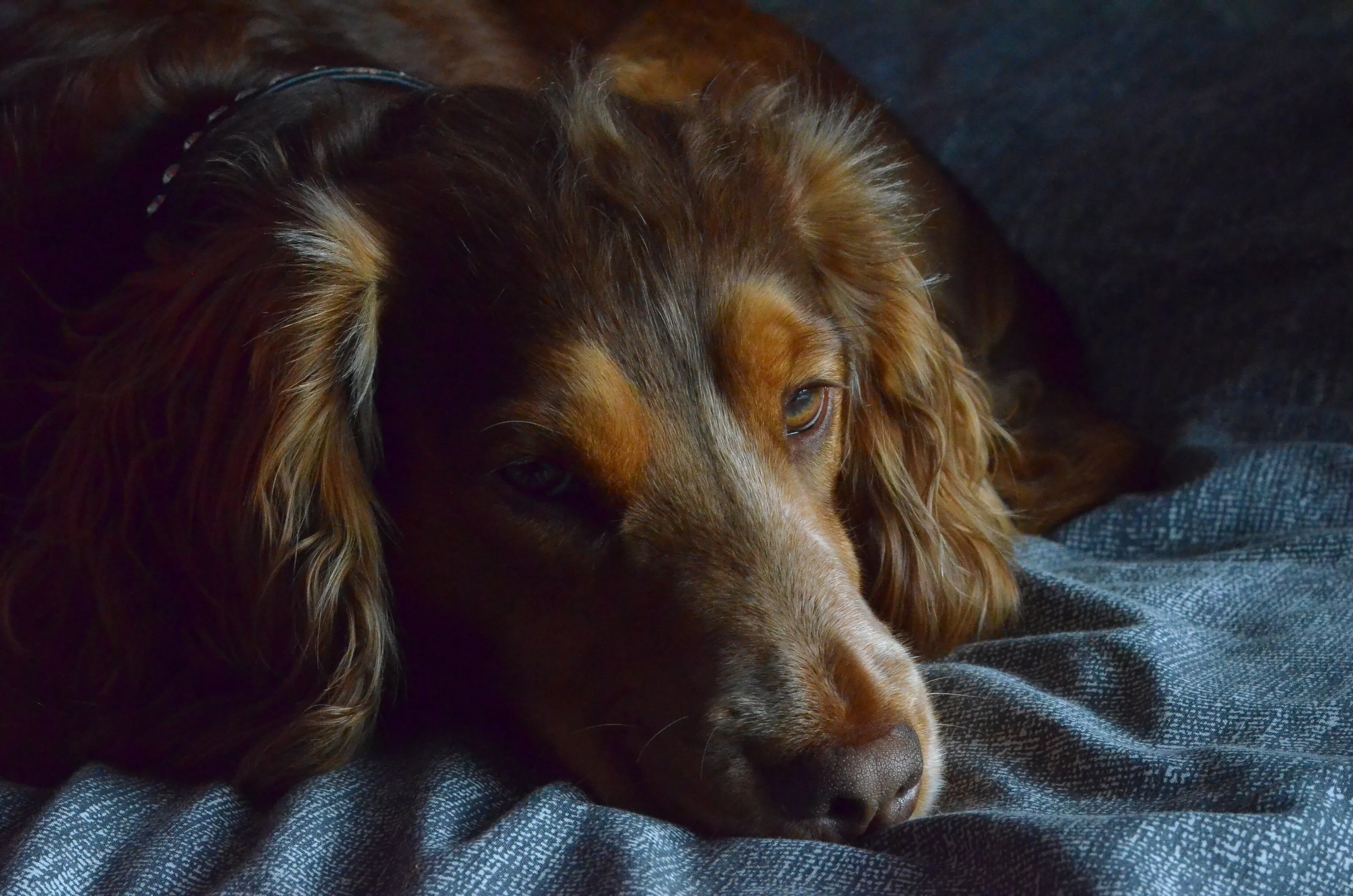 dogs life