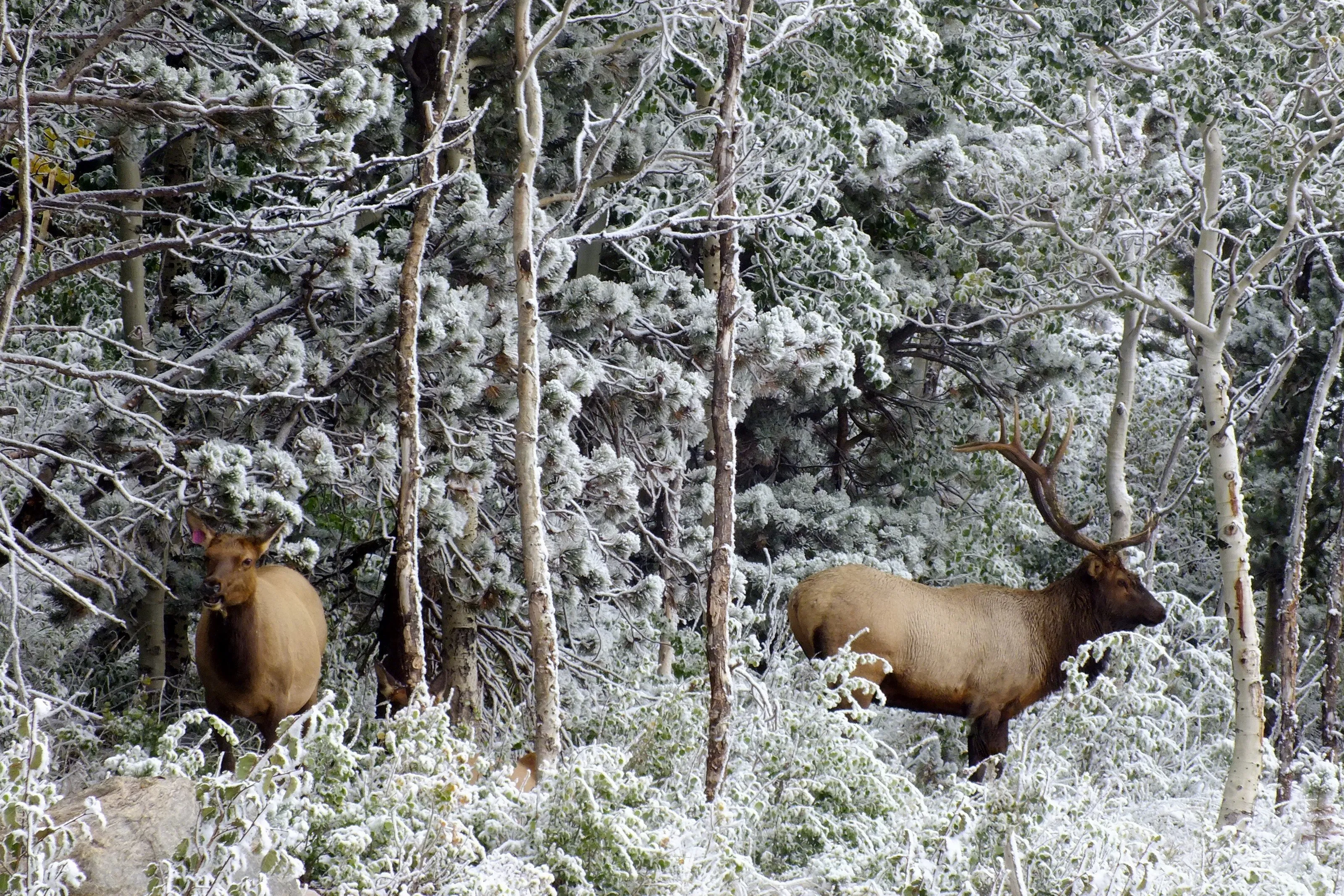 Icy Antlers