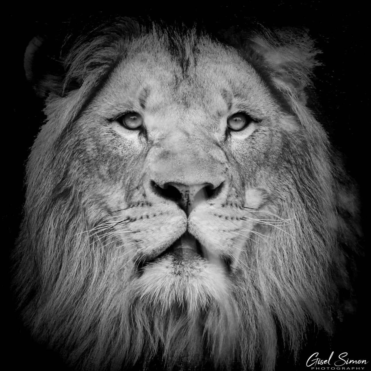 Black & White Lion