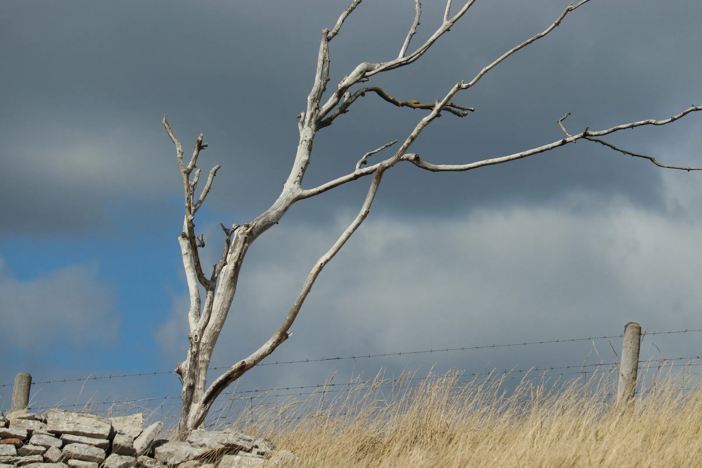 Blowing in the Wind!