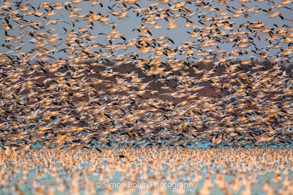 Snow Geese