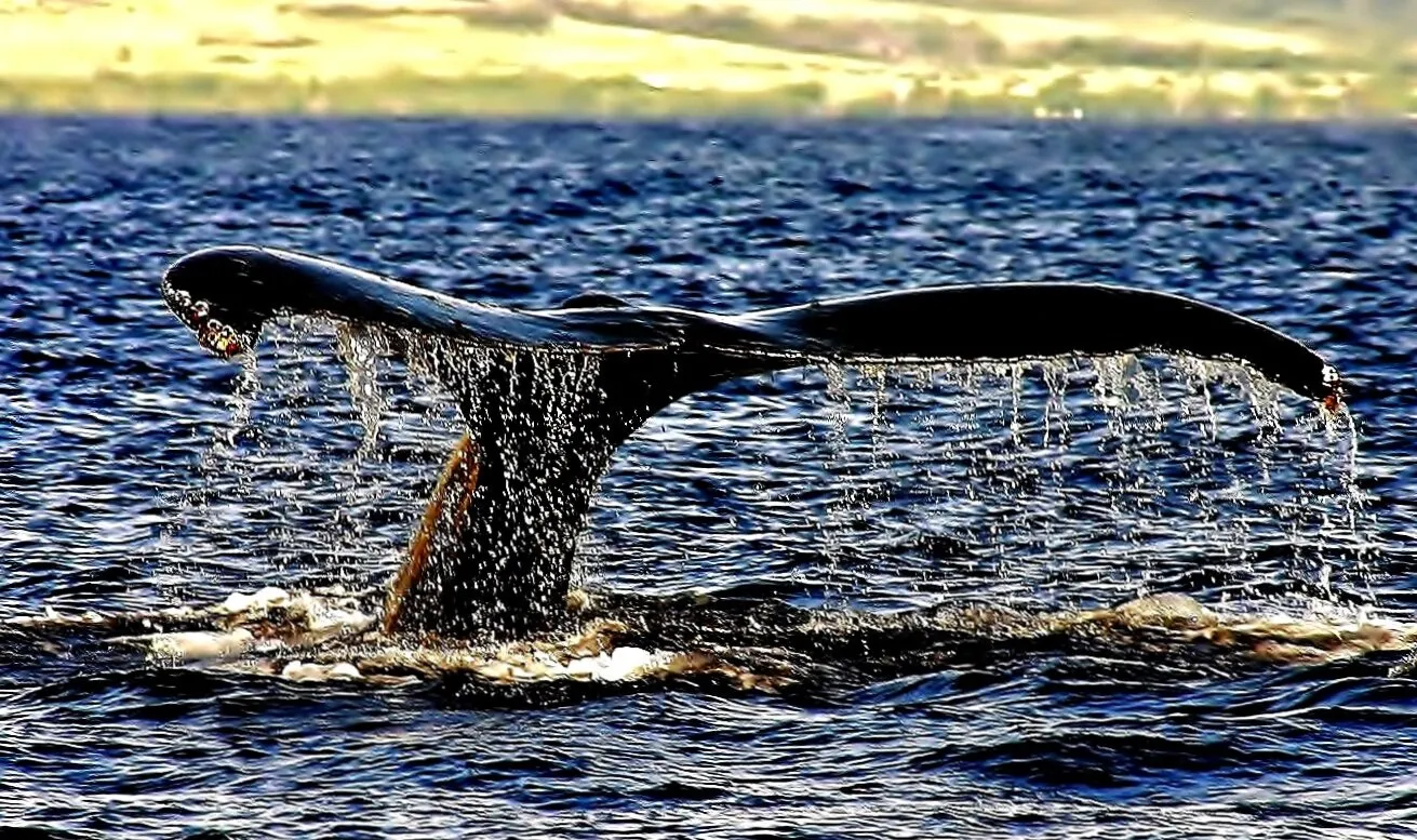 Dripping Whale Tail