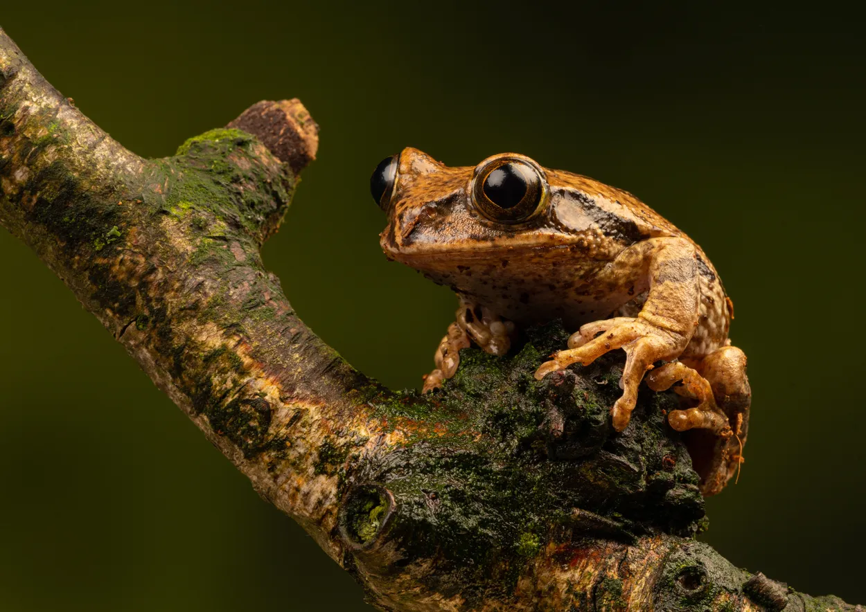 Plants and Animals,  Marbled Tree Frog