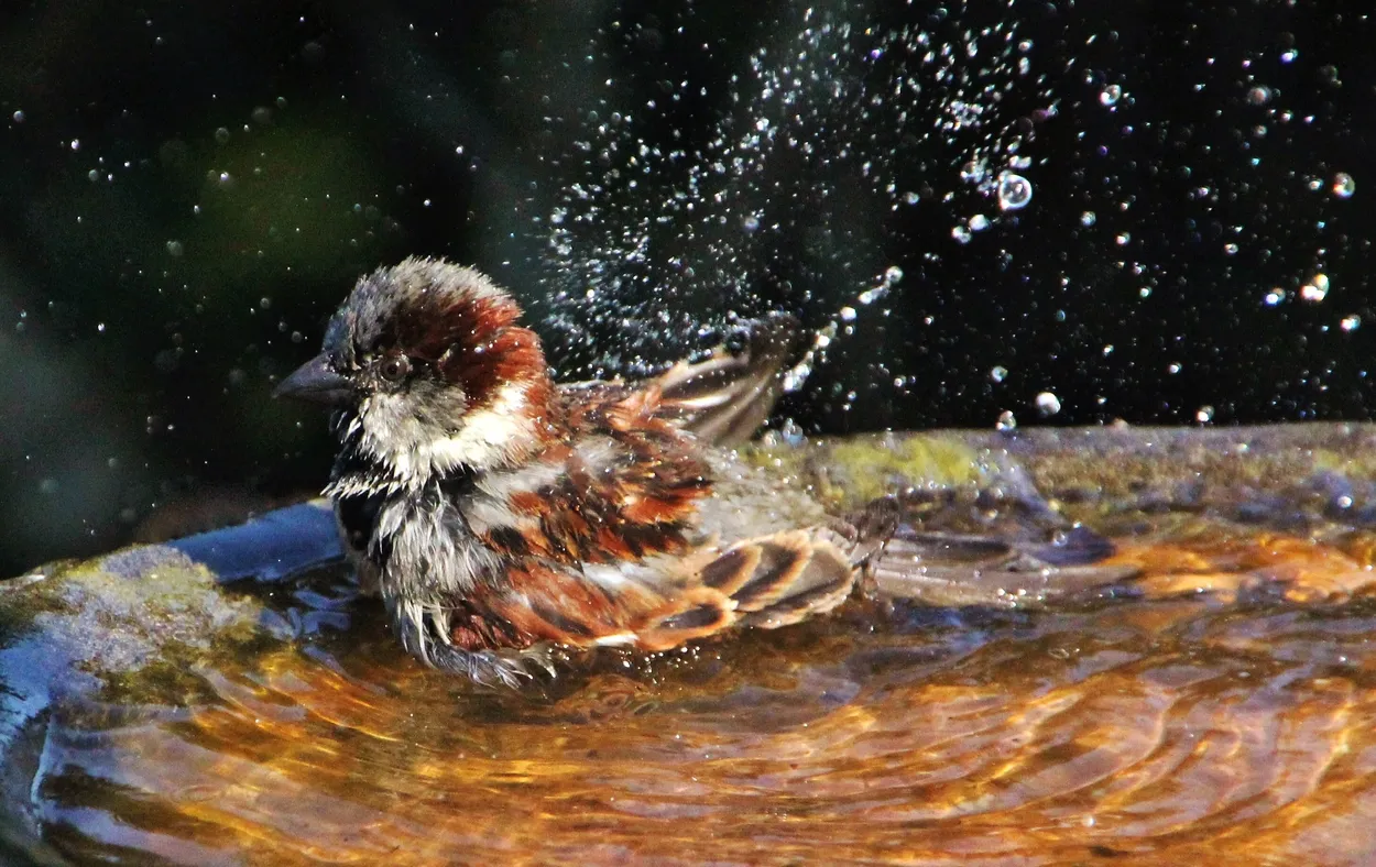 Entry 4798582