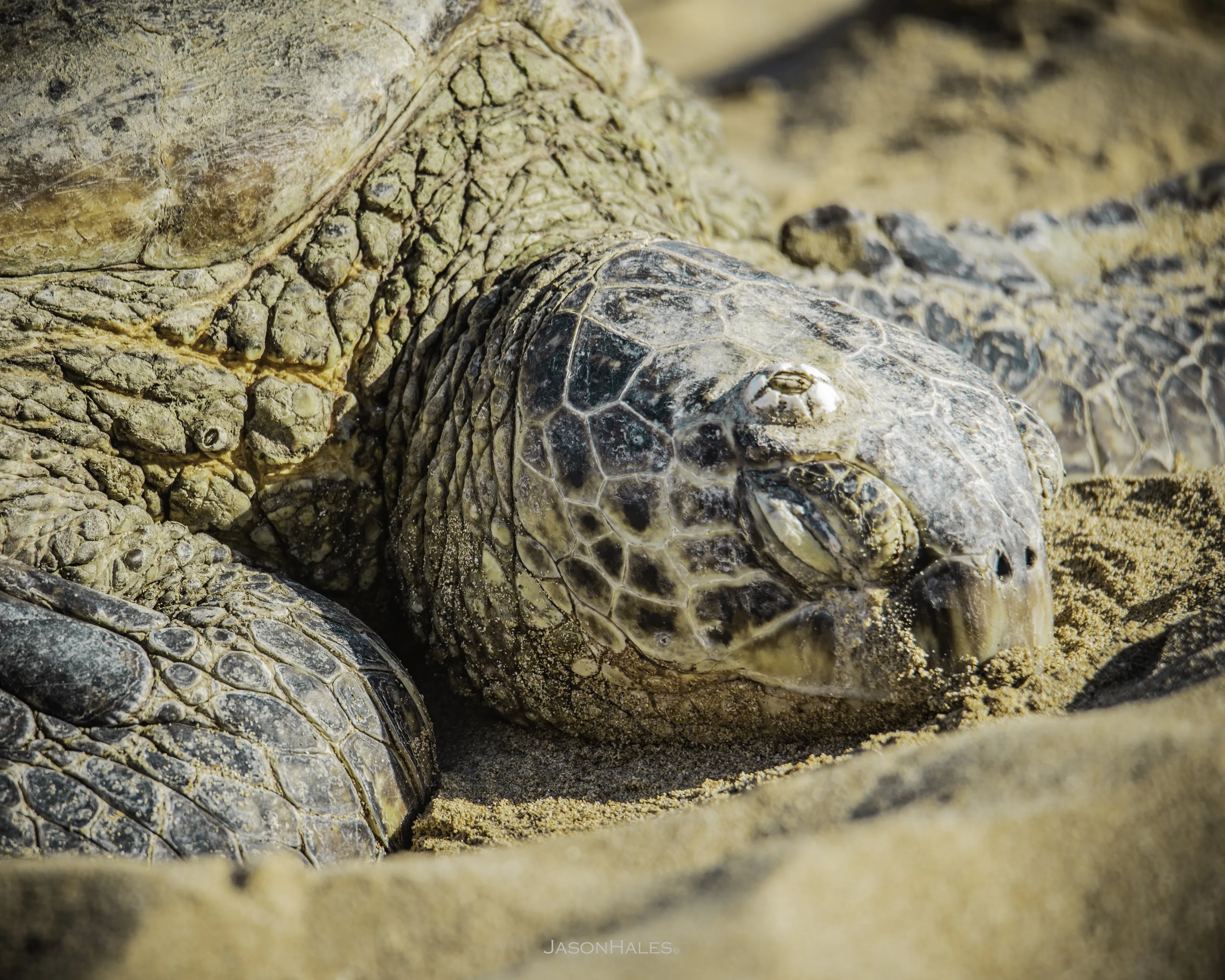Sleeping Sea Turtle