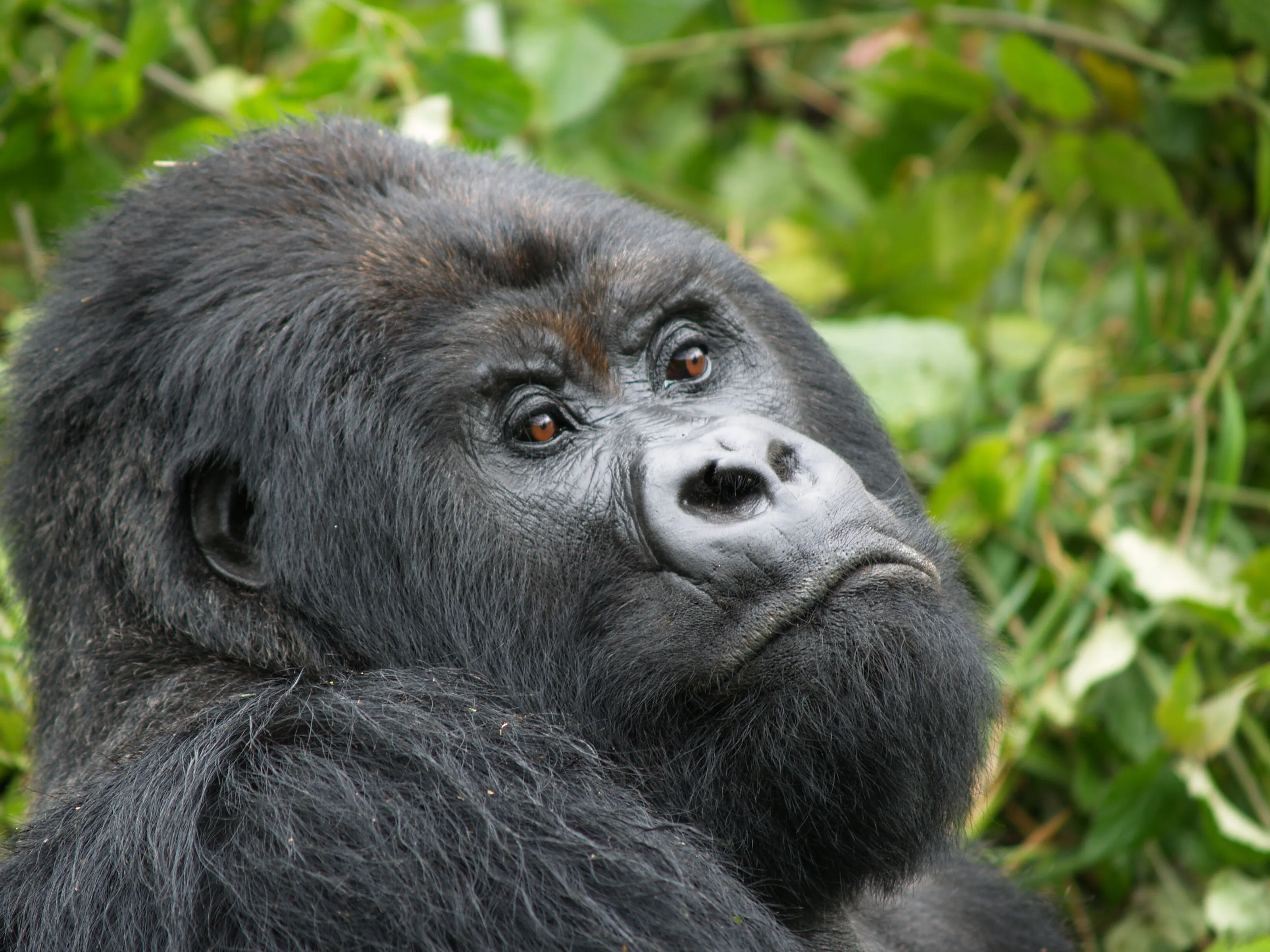 Silverback Mountain Gorilla, Virunga National Park, Rwanda