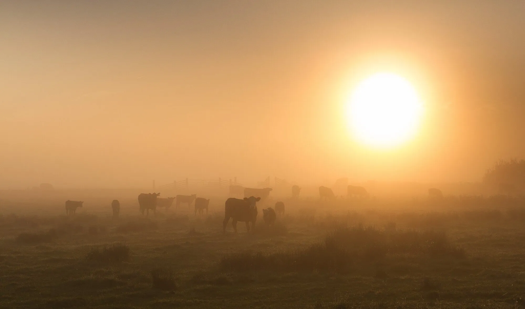 Halvergate Grazing Marsh
