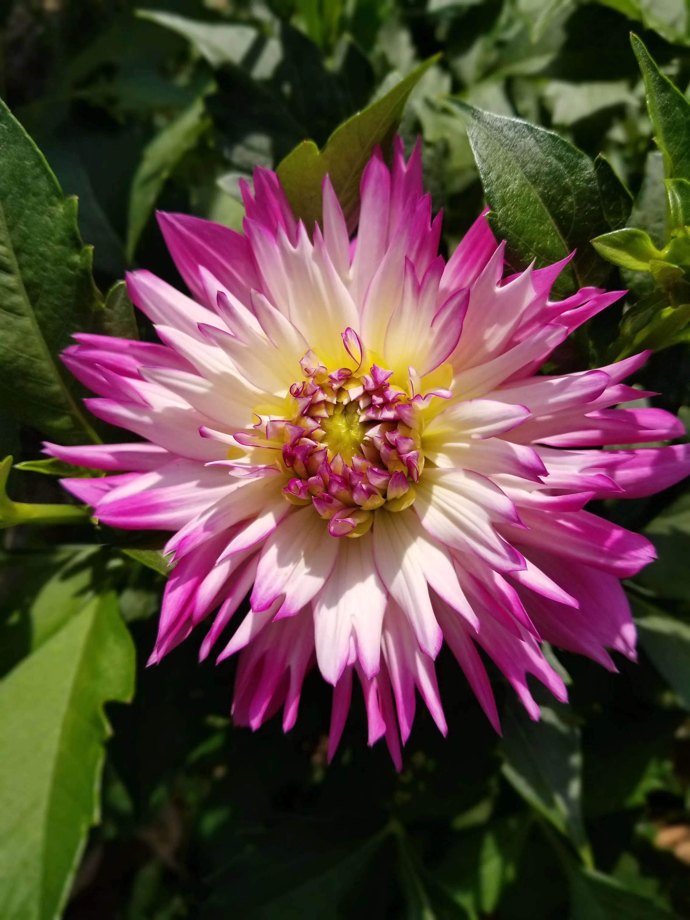 Dahlia