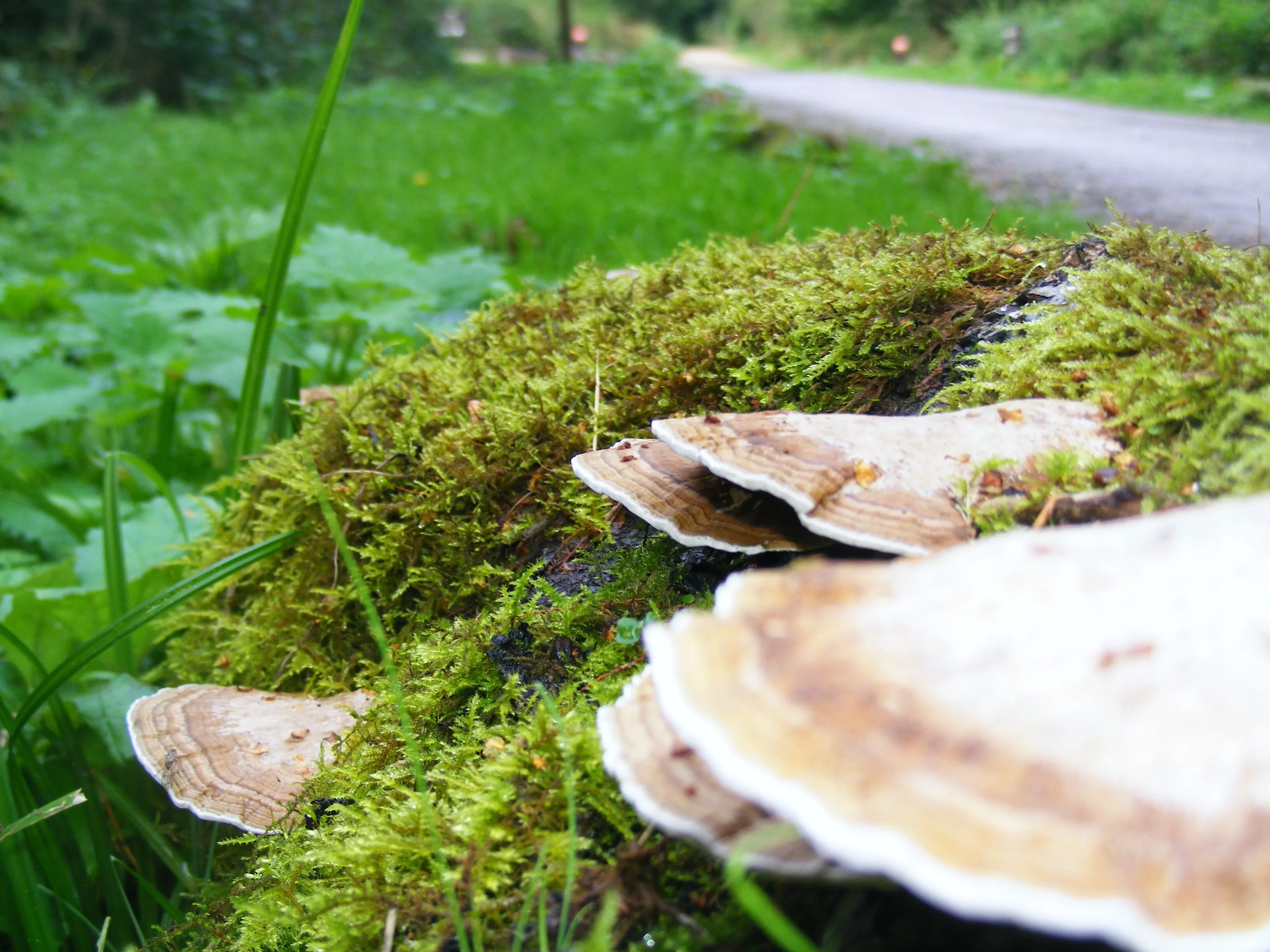 mushroom in the woods