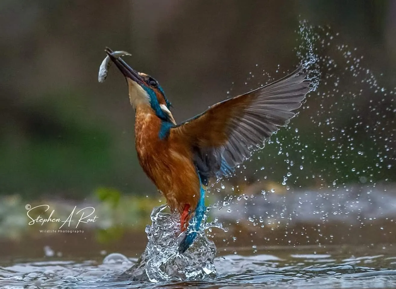 Kingfisher