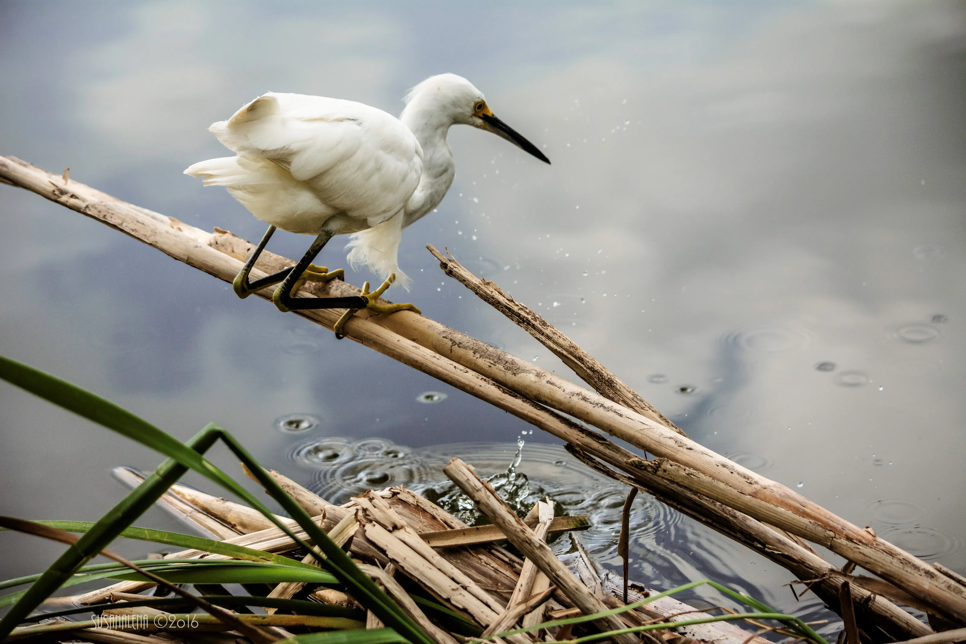 Hunting by the Water's Edge