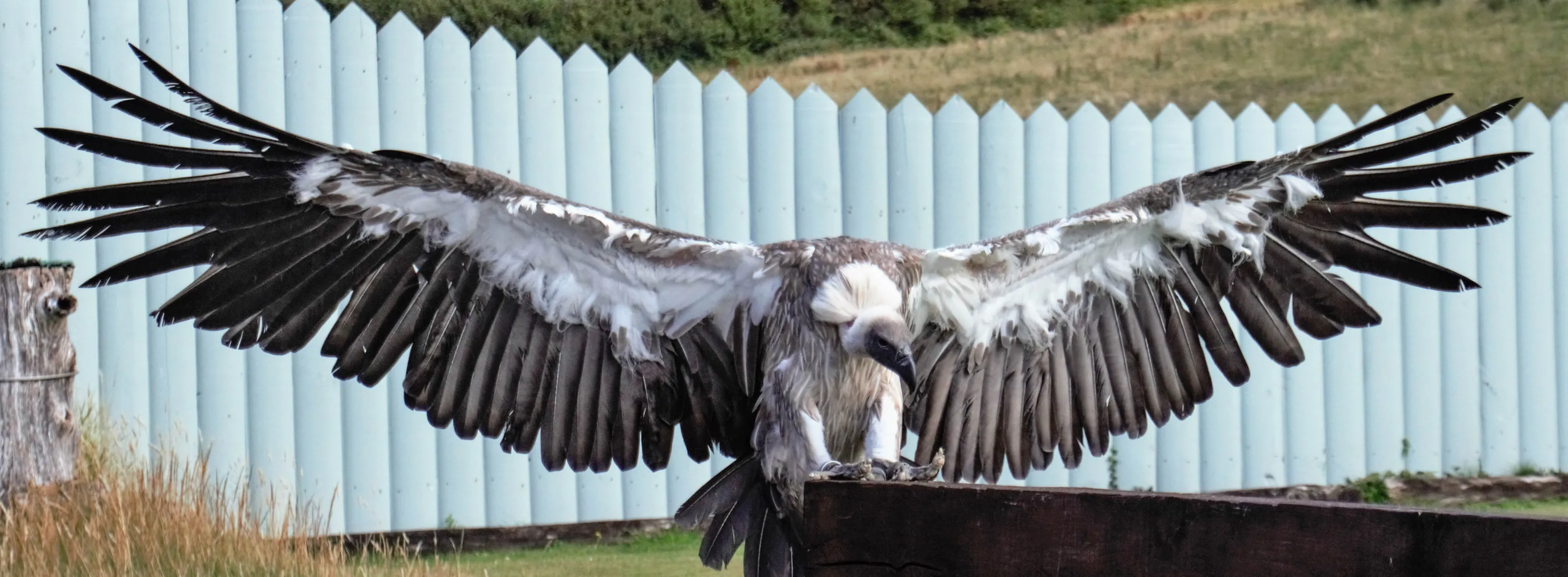 Landing Osprey