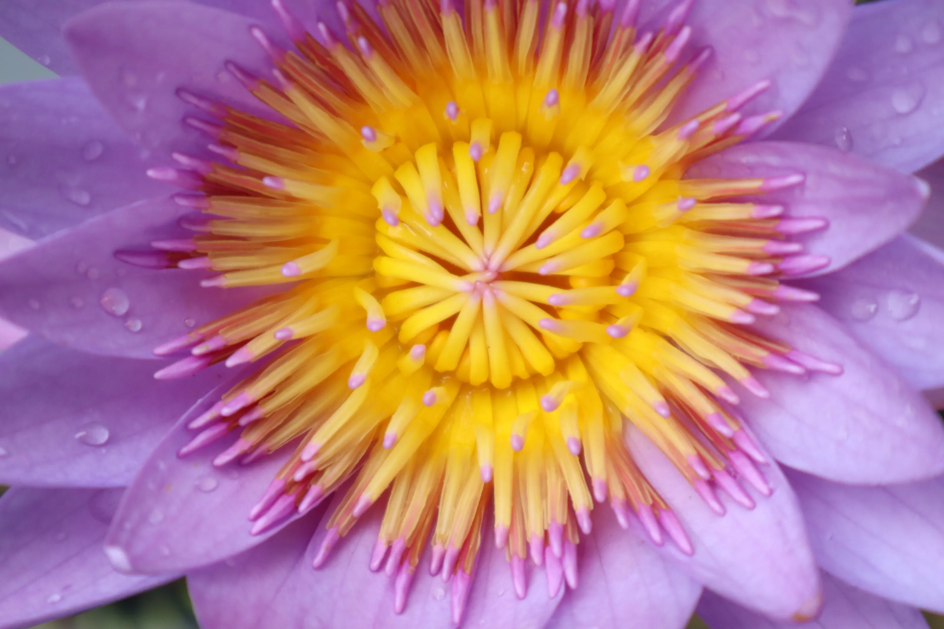 water lily