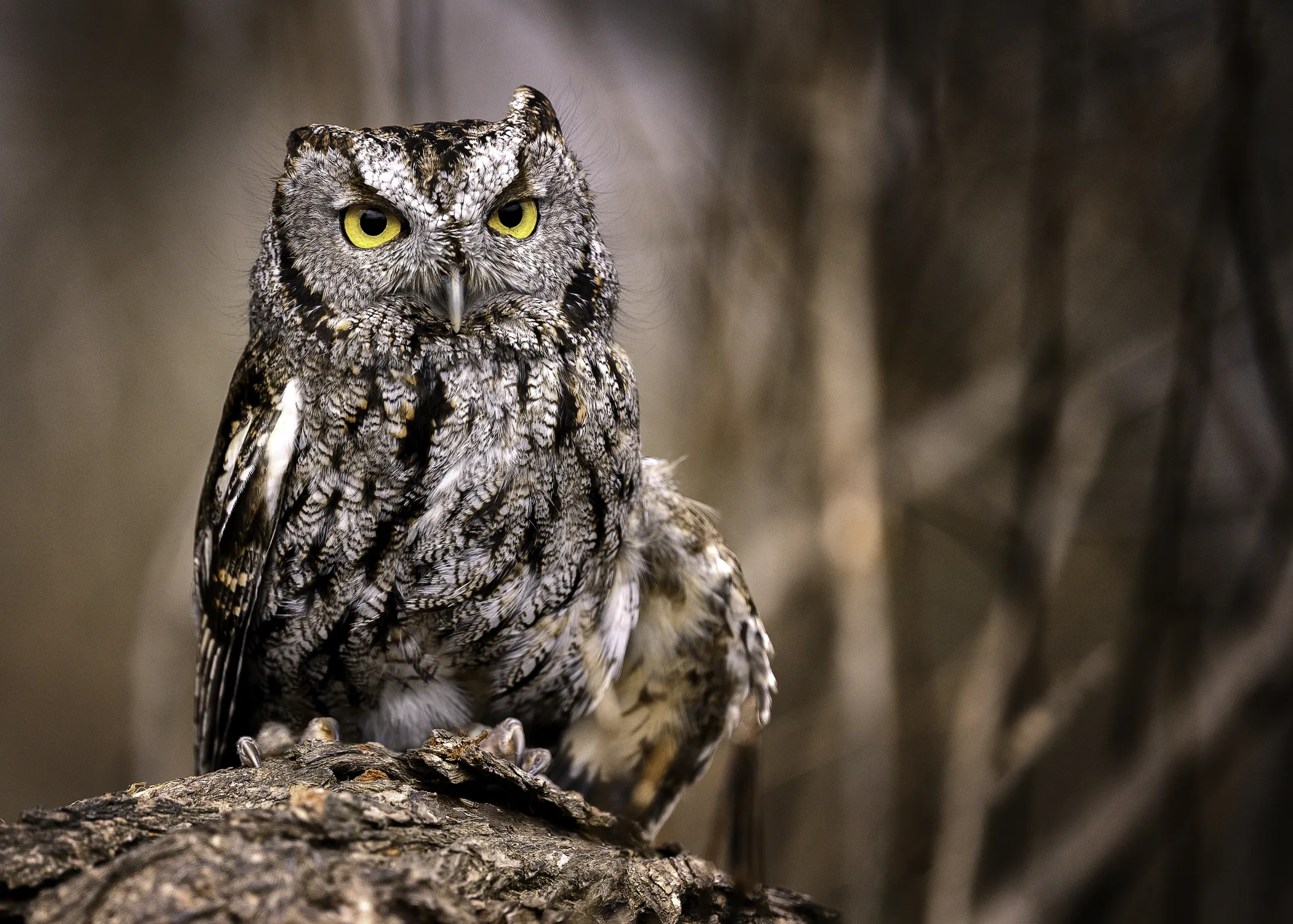 Screech Owl Who Sees You