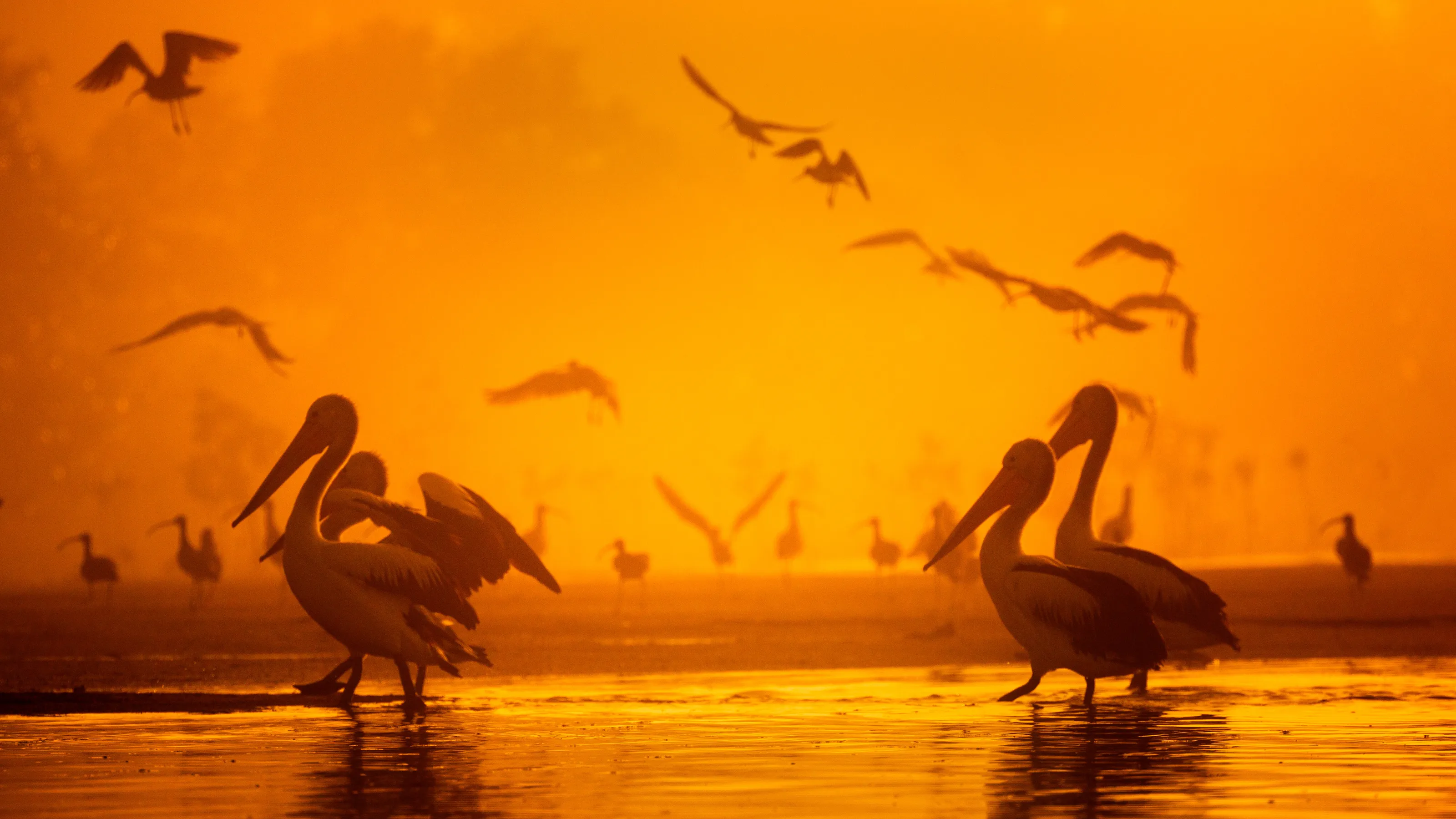 Shorebirds in the Mist II