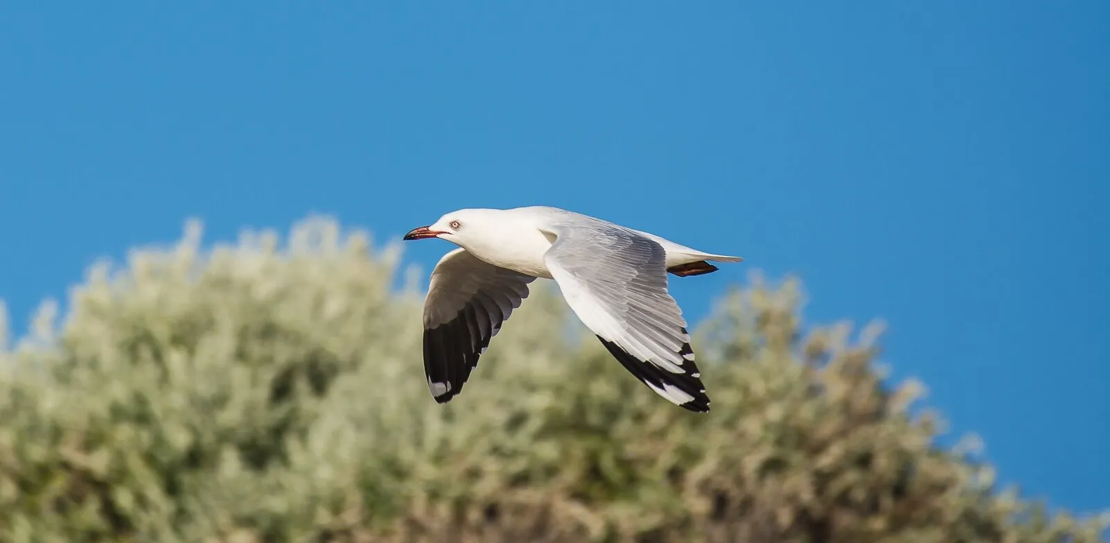 Seagull in Flight