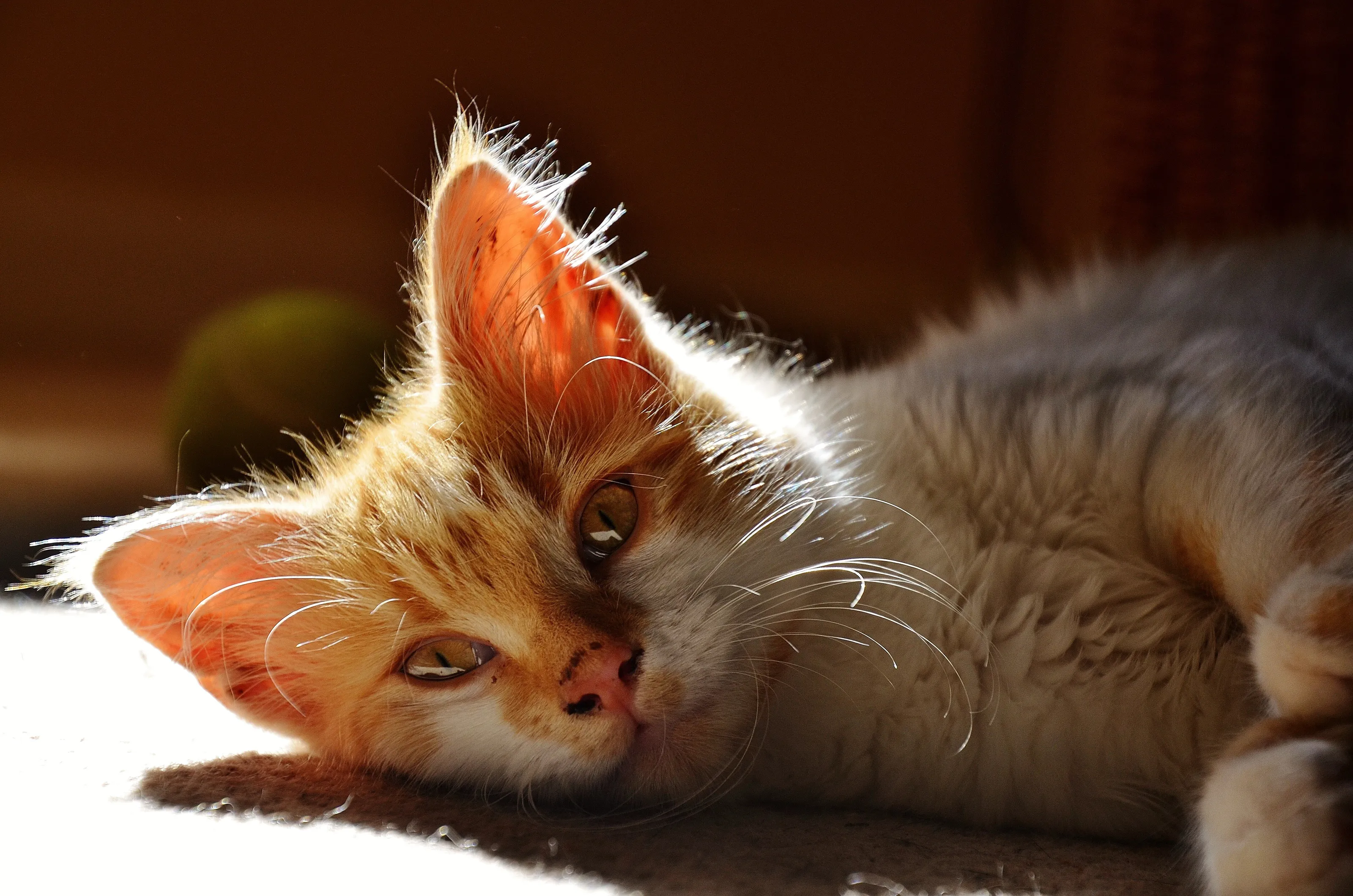 Cool cat chillin