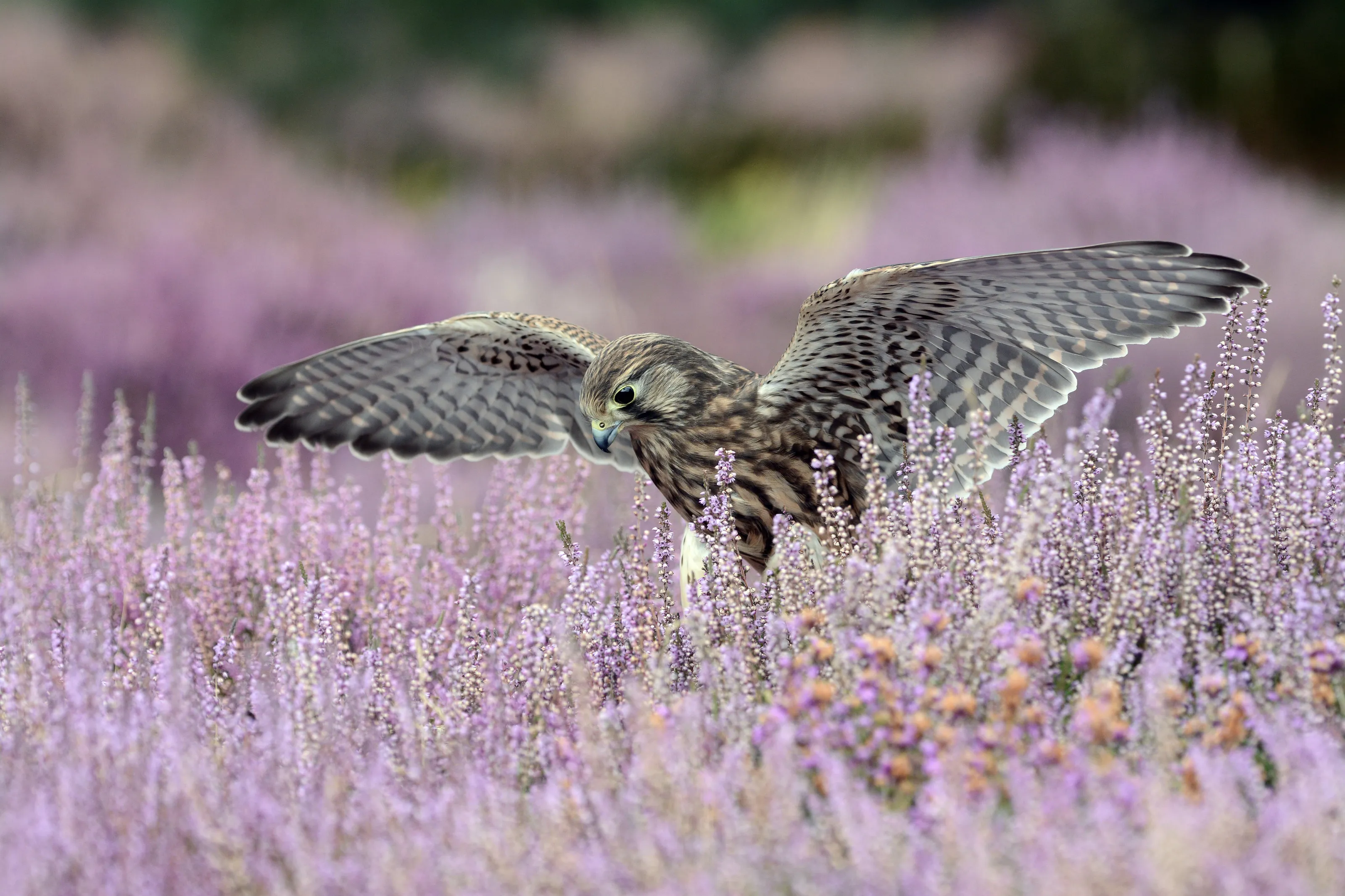 Kestrel