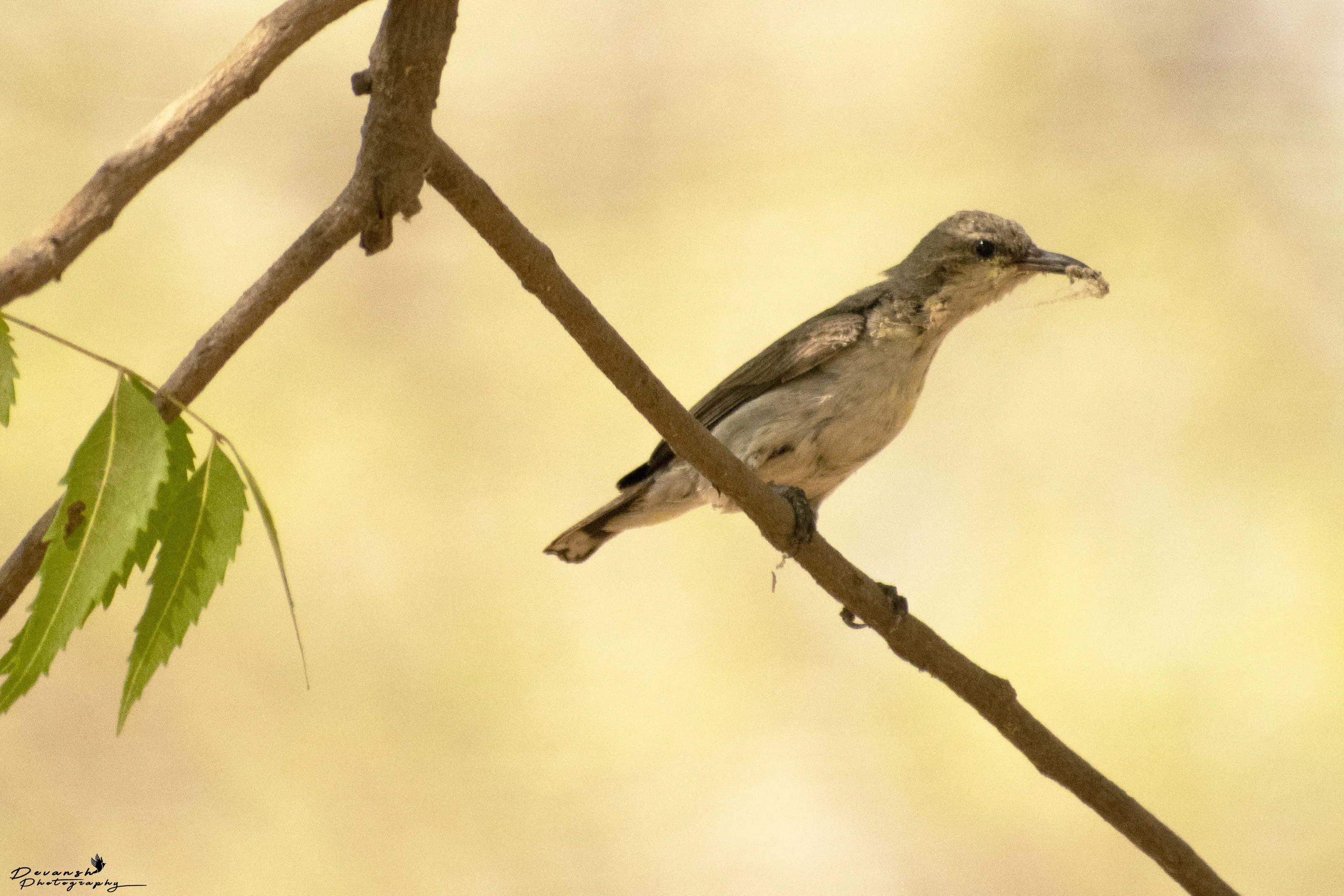 Paddyfield Pipit