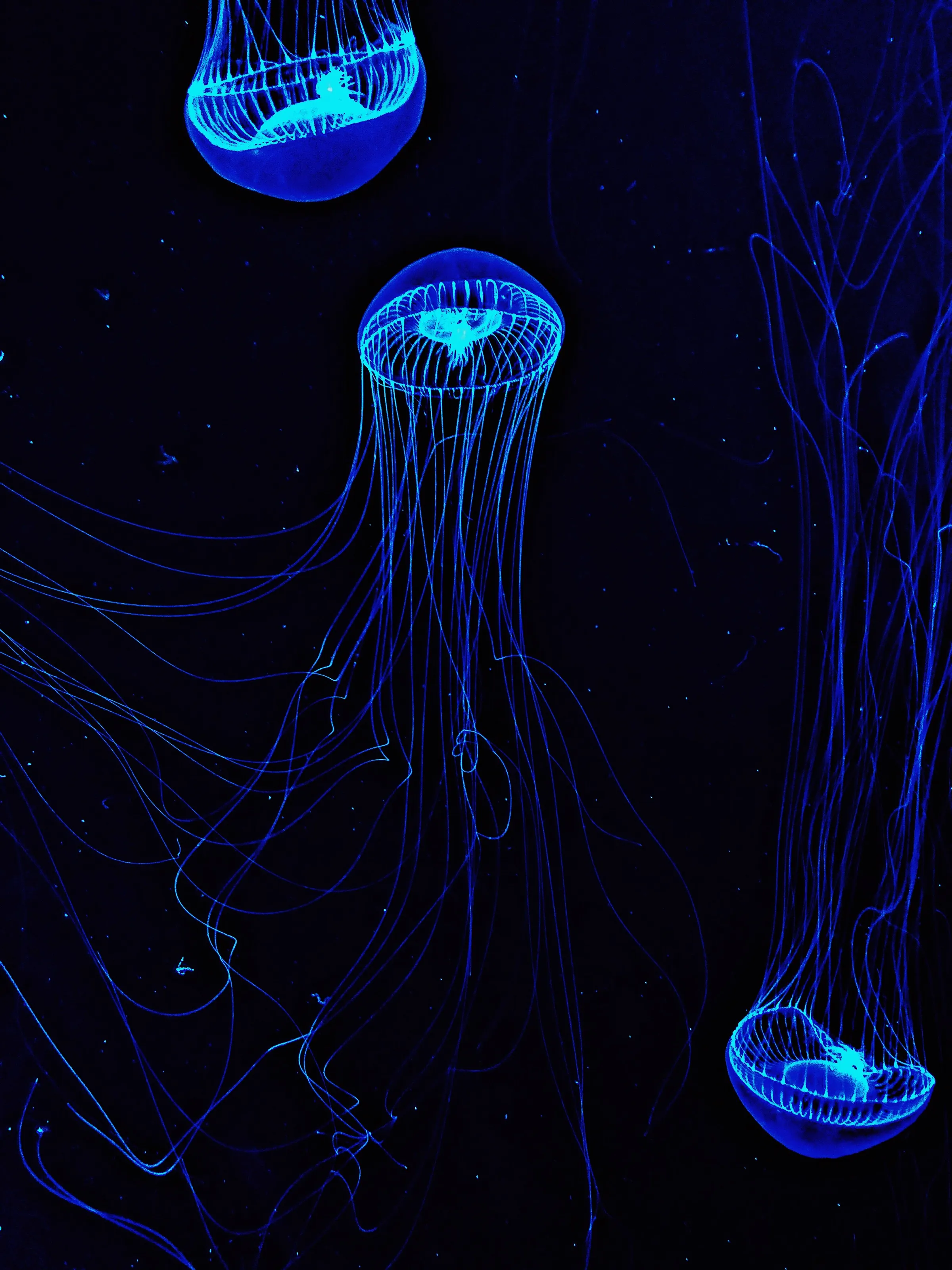 Jellyfish