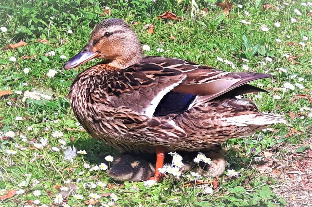 Mother Duck