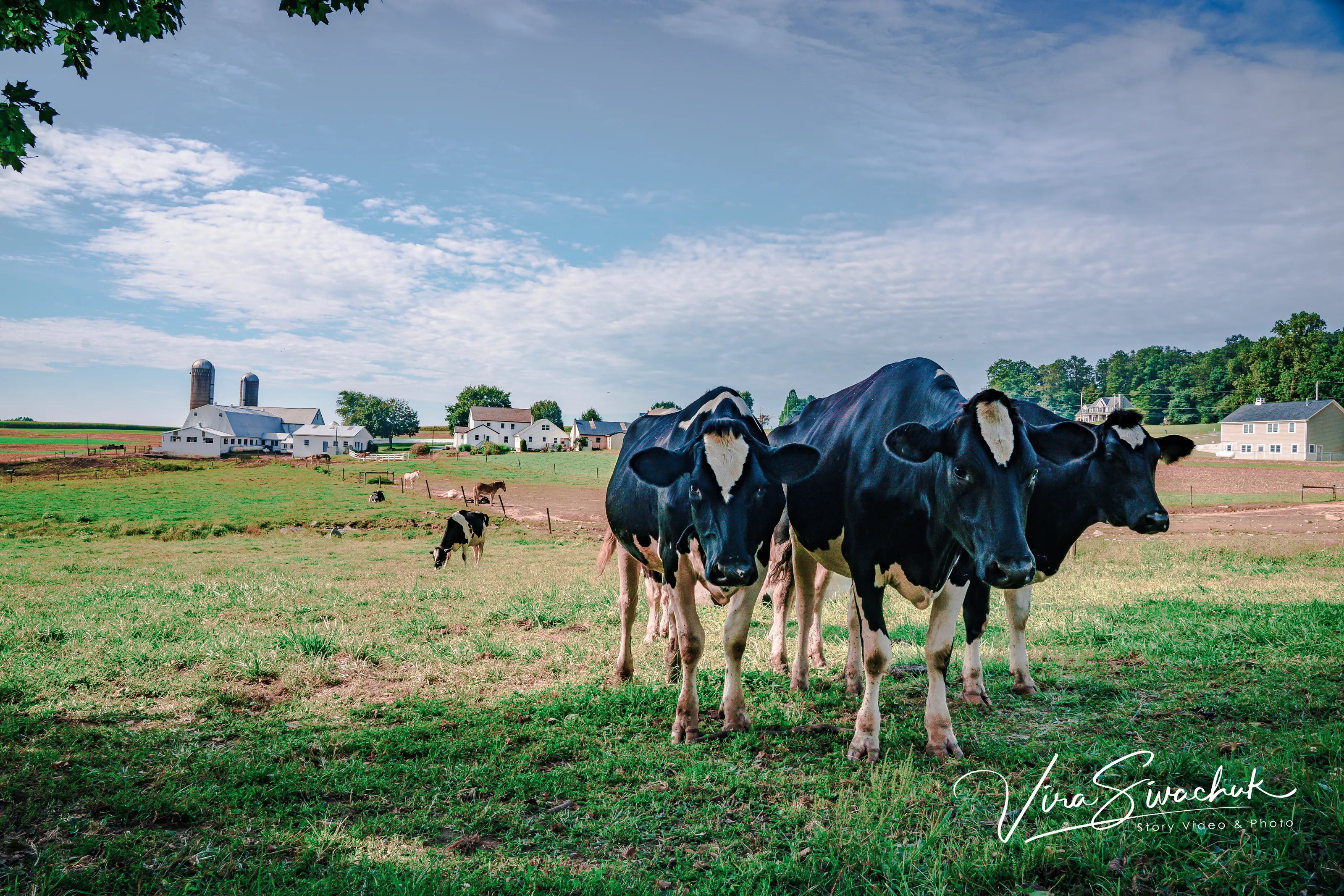 In The Amish Country