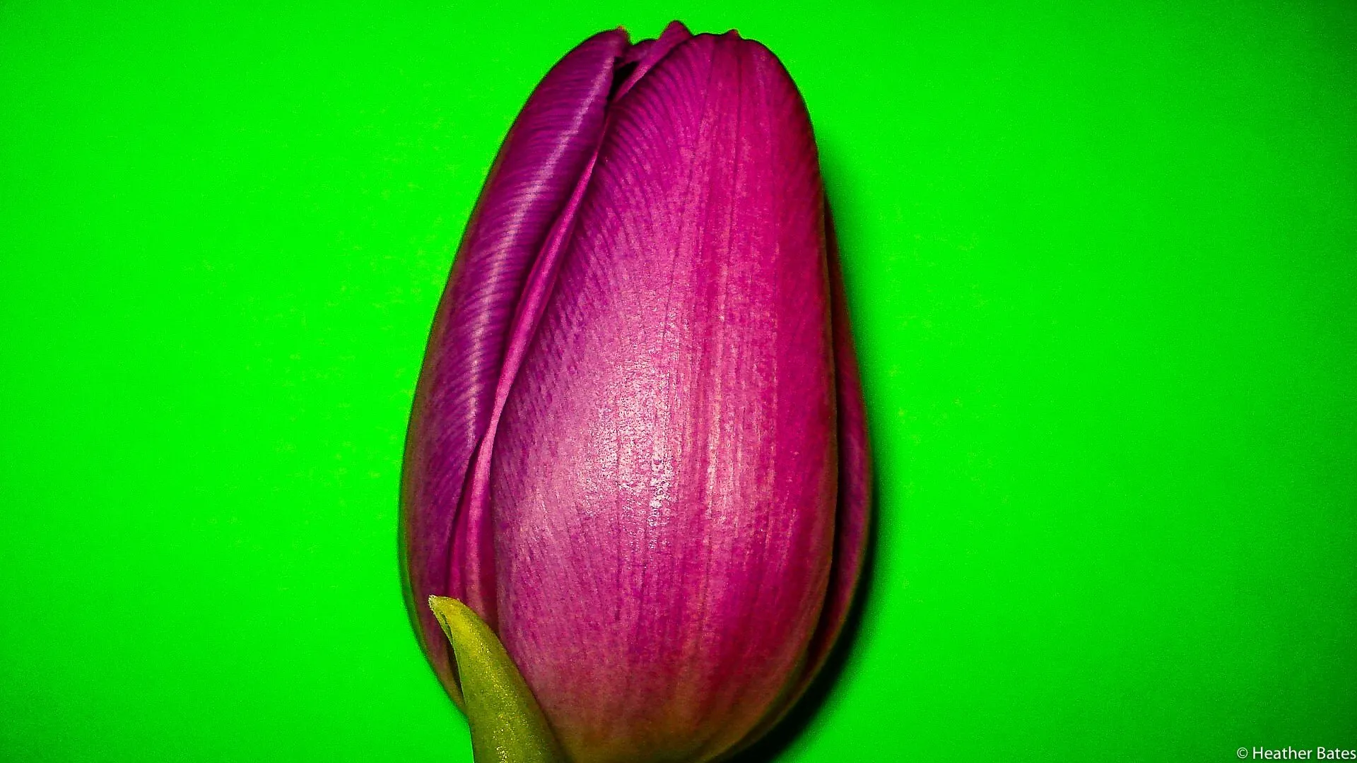 Purple Tulip