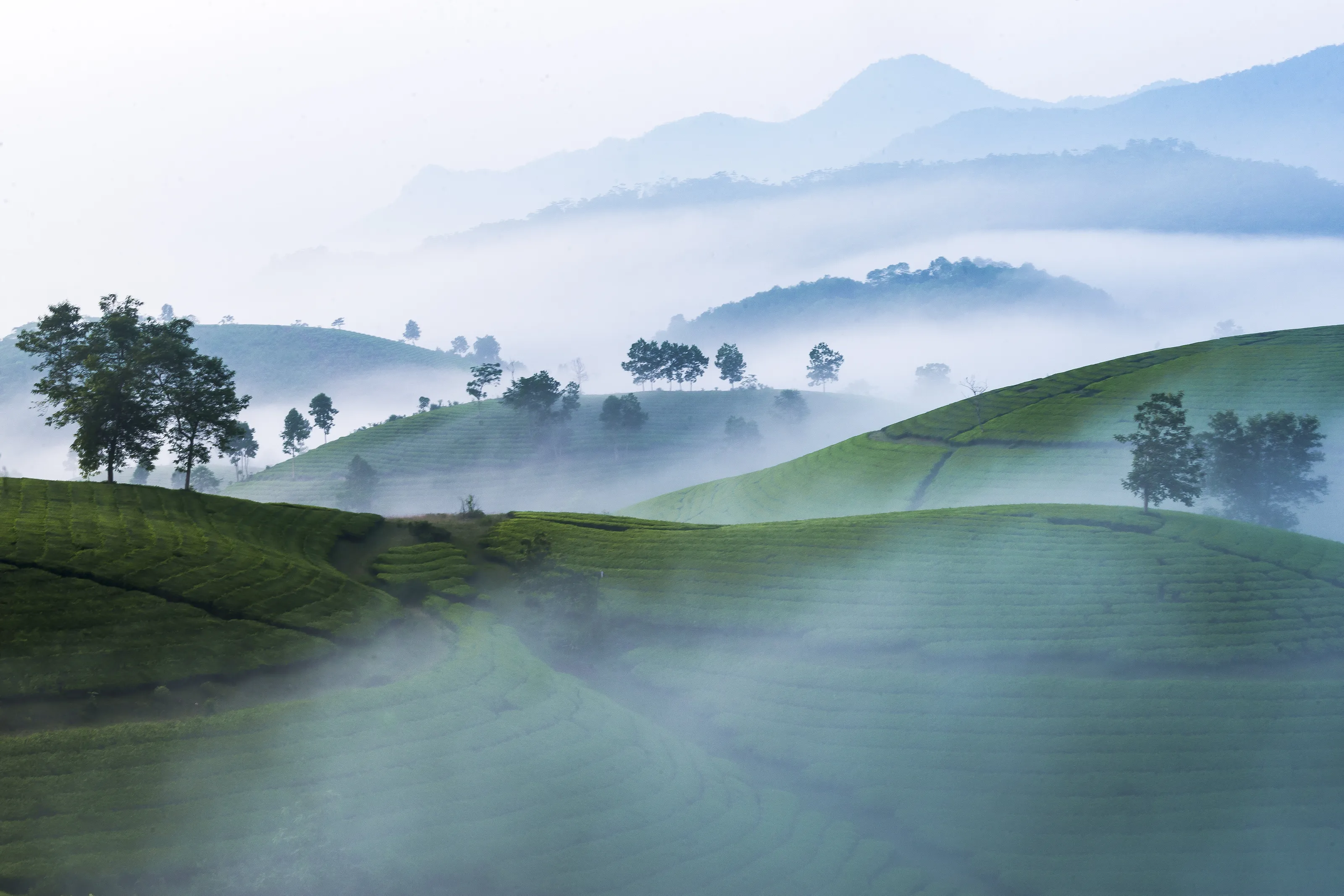 Foggy morning