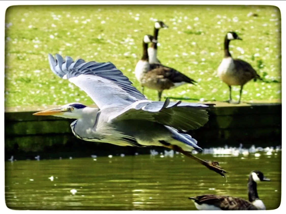 Heron in mid flight