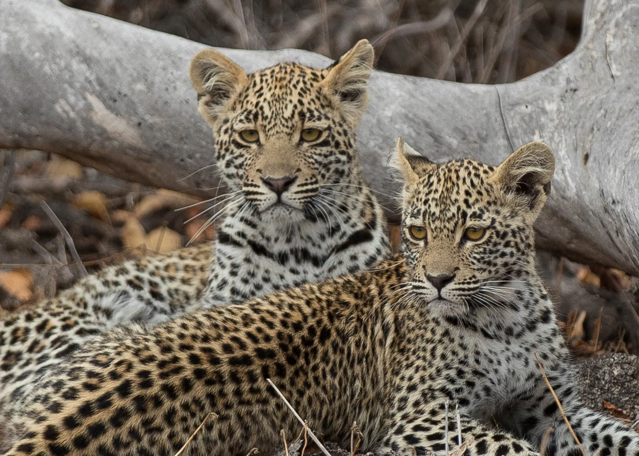 Brother & Sister