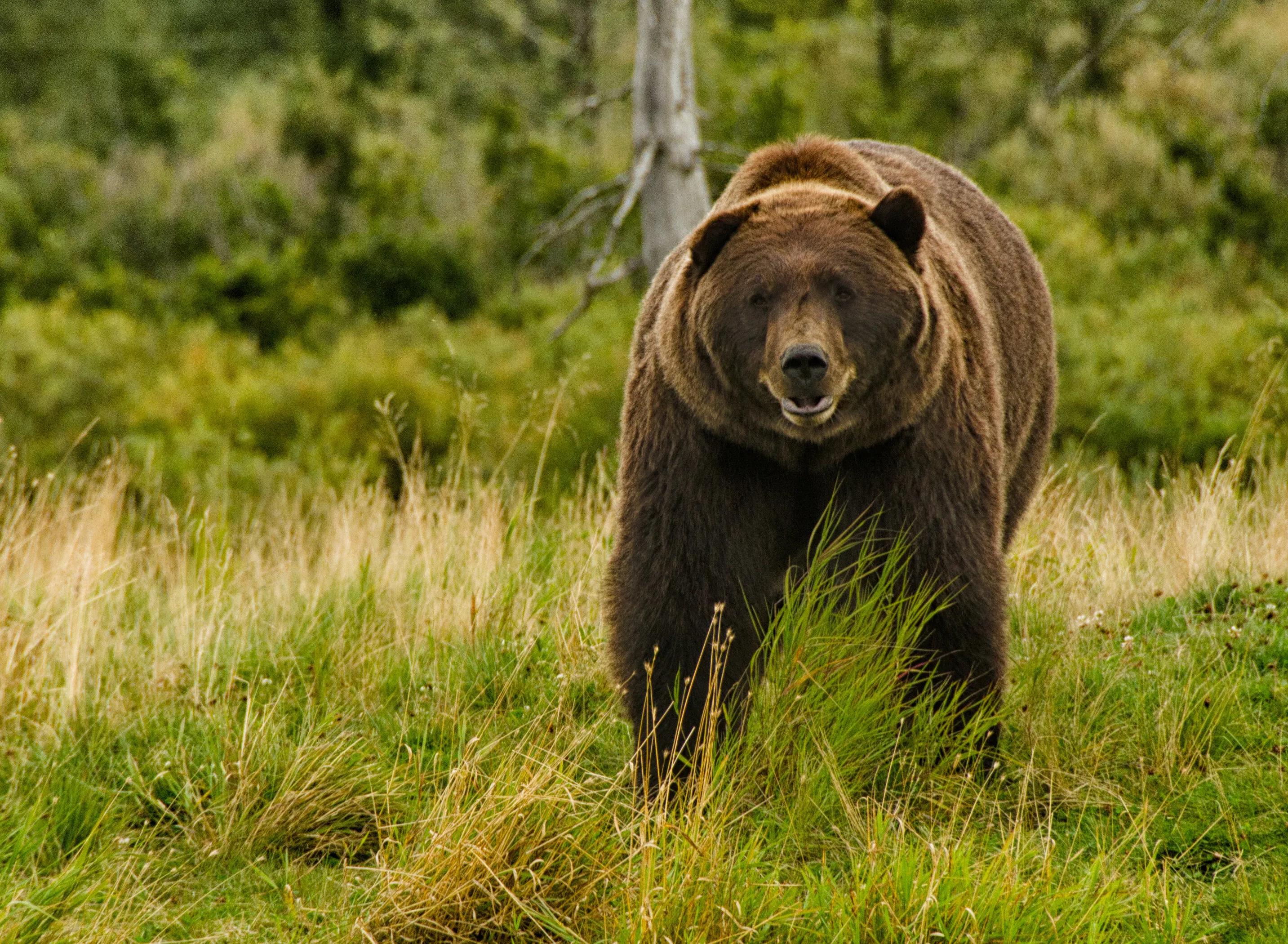 smiling bear