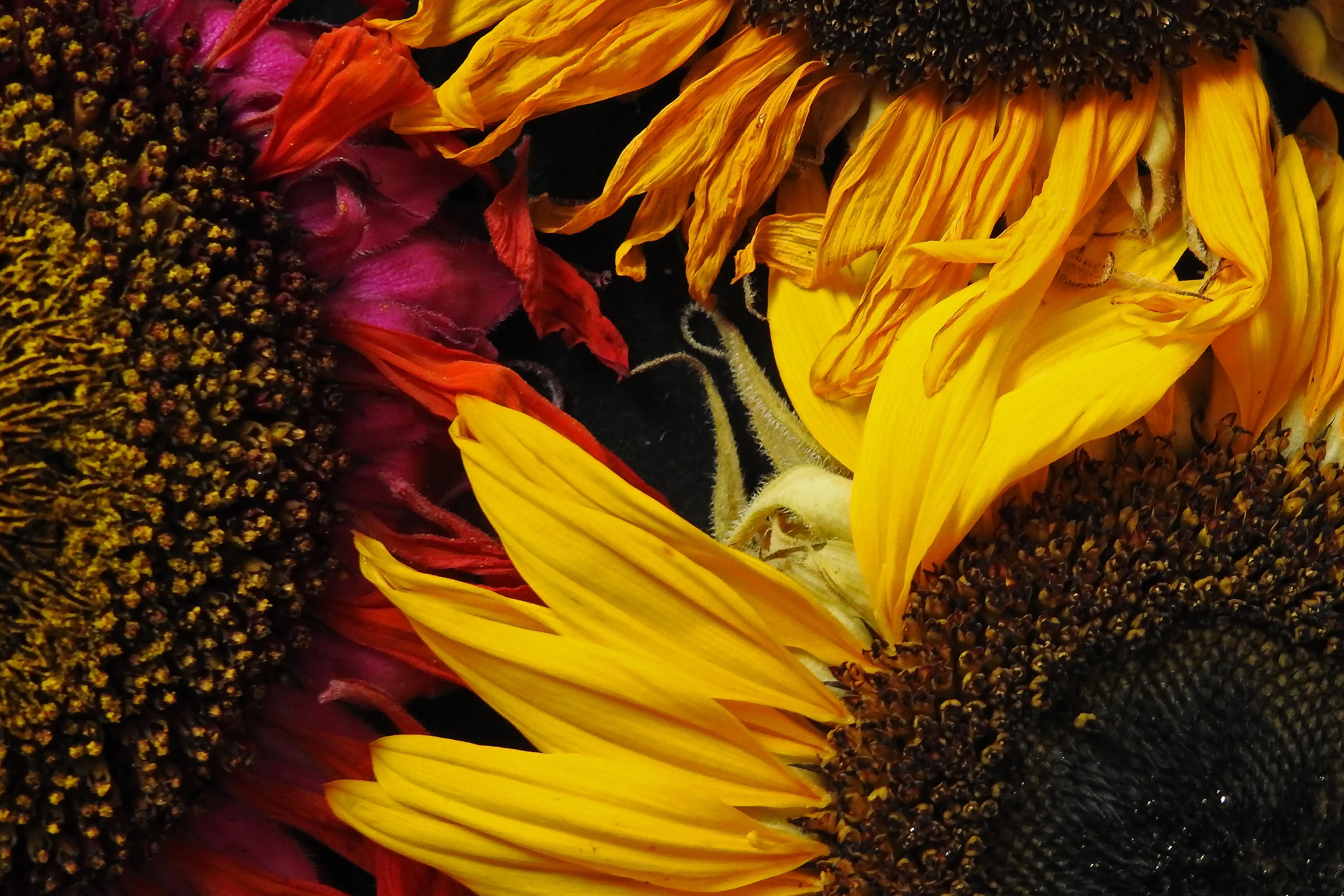 Sunflower Still Life