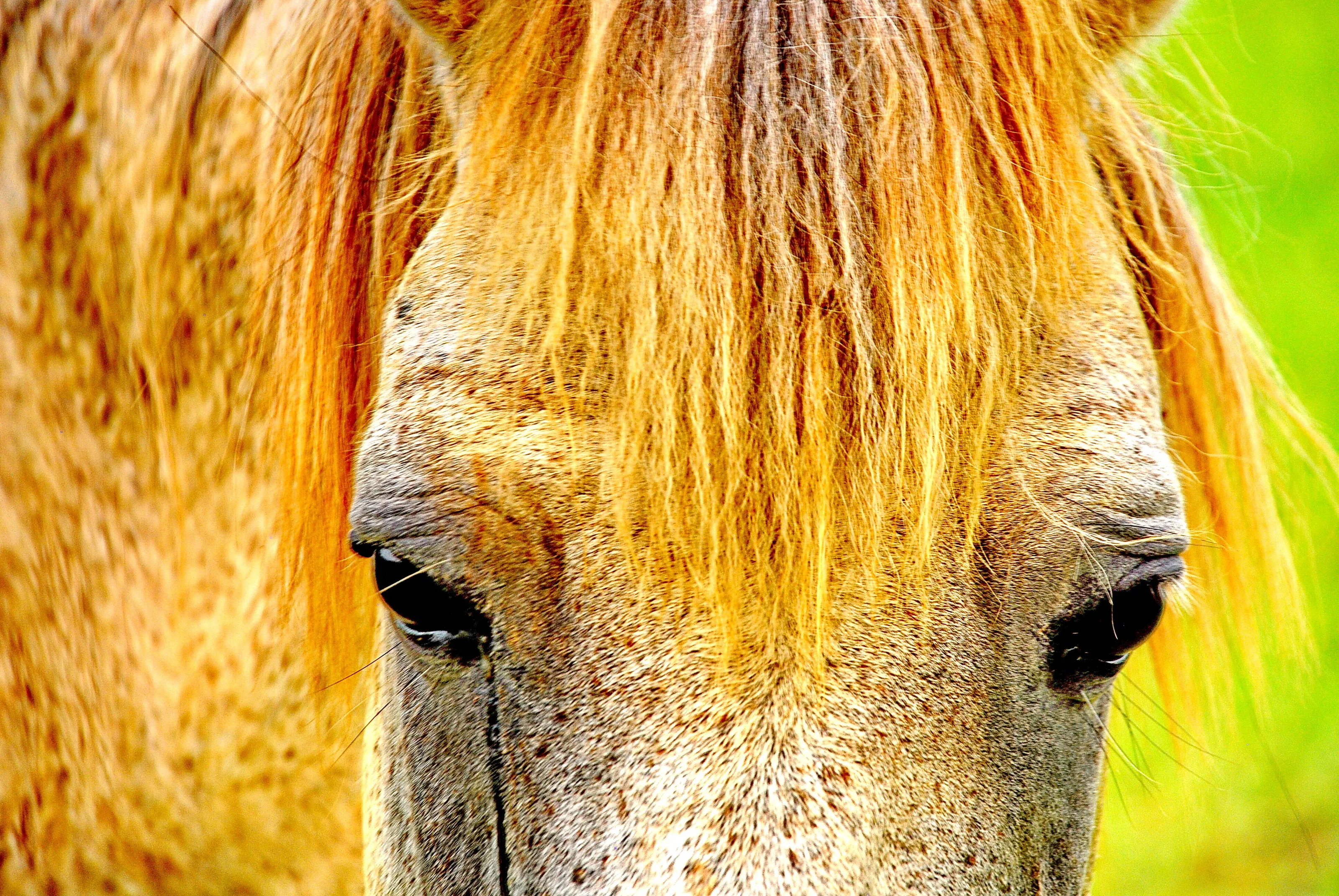 Nag
