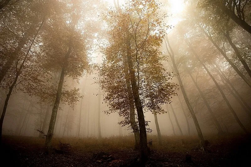 Autumn