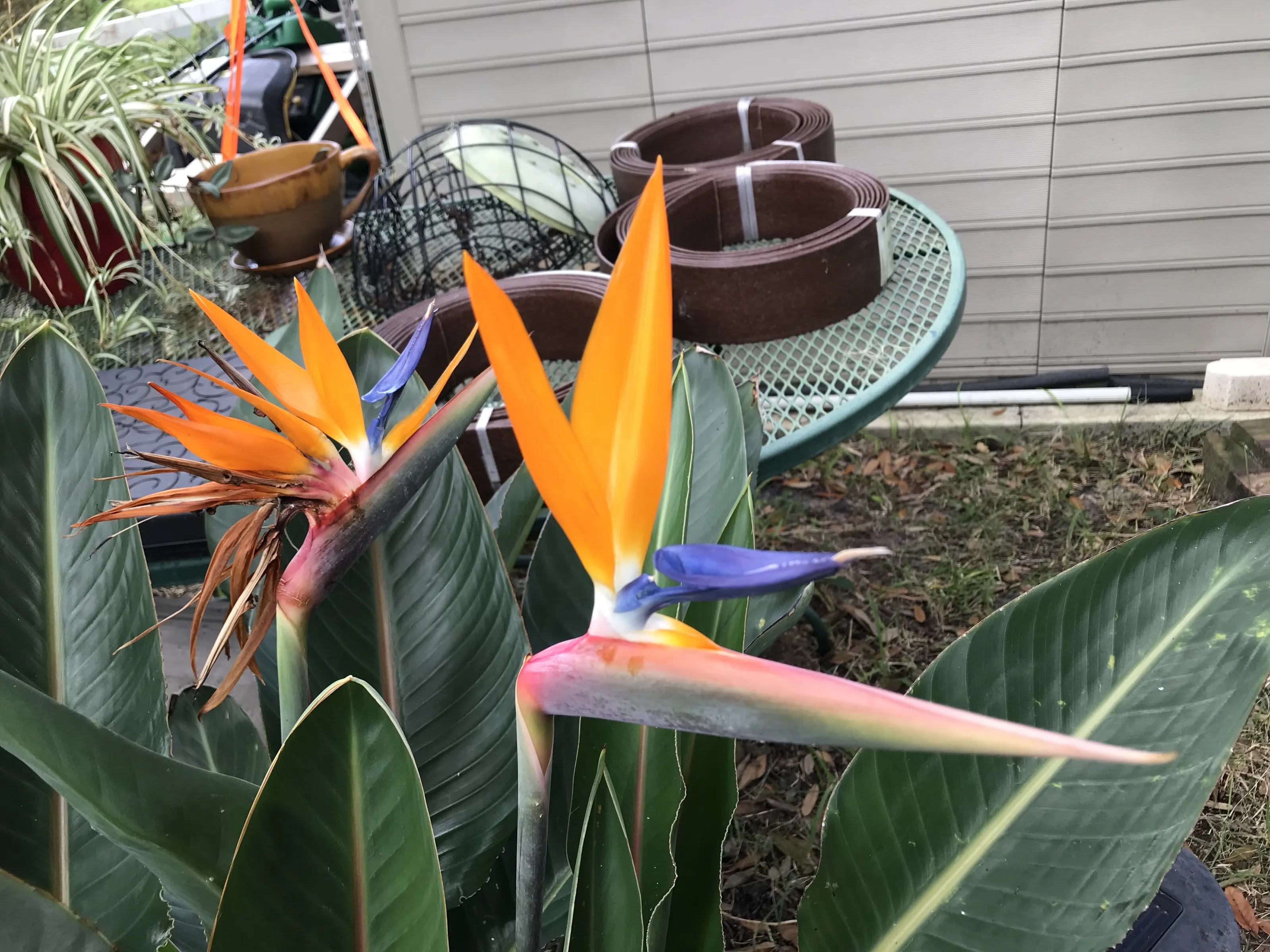 “Perfect Beauty “ and form