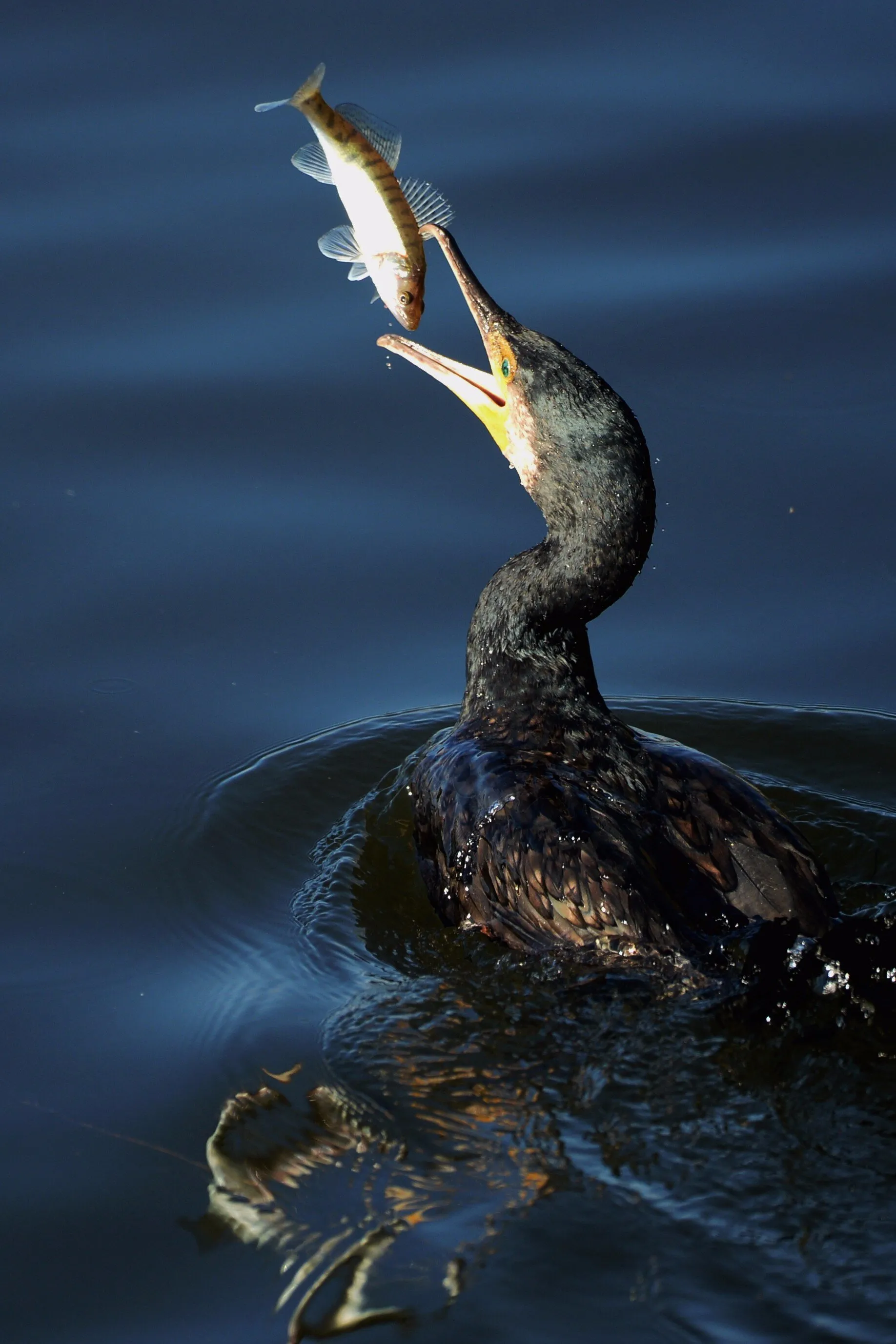 Flying Fish