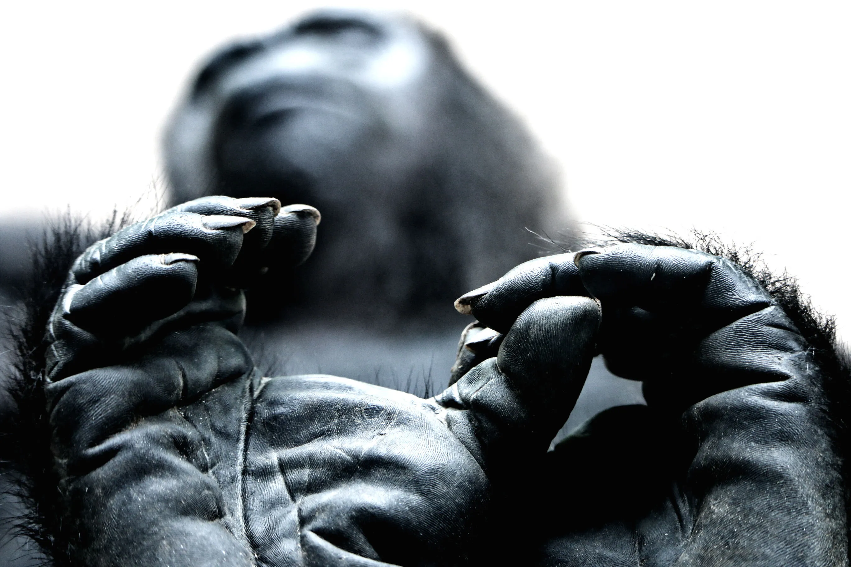 Captive Hands