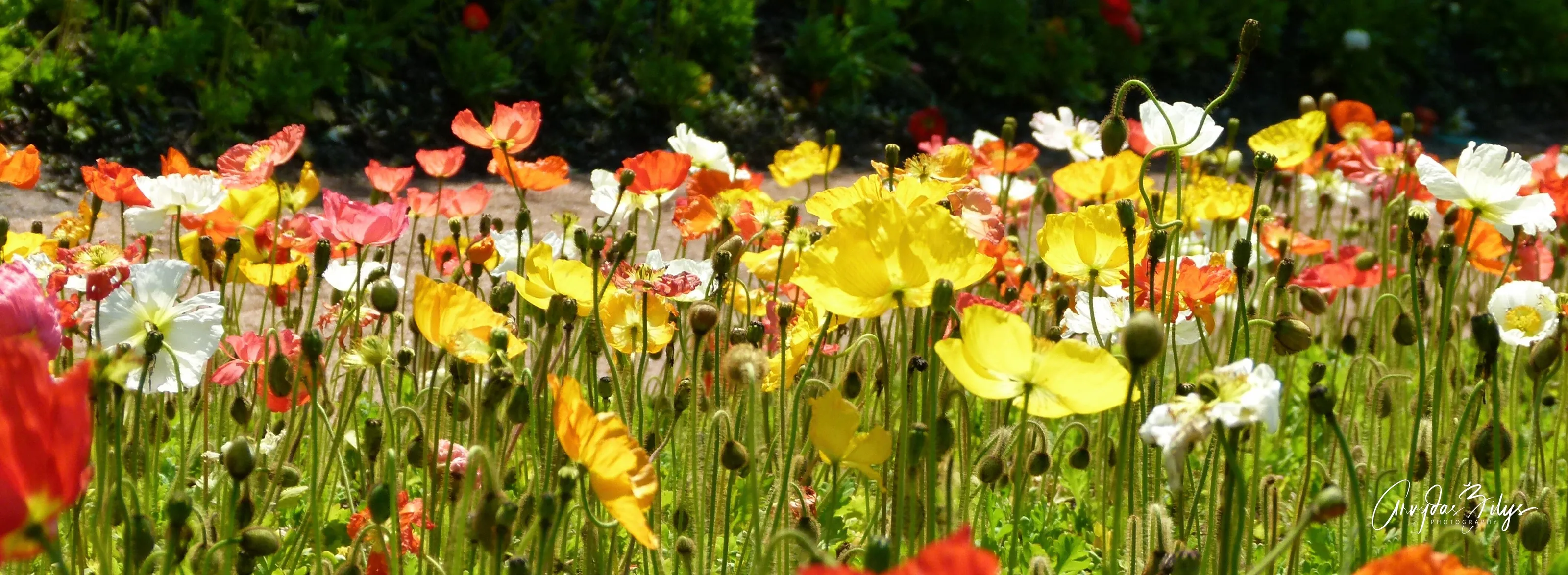 Poppies