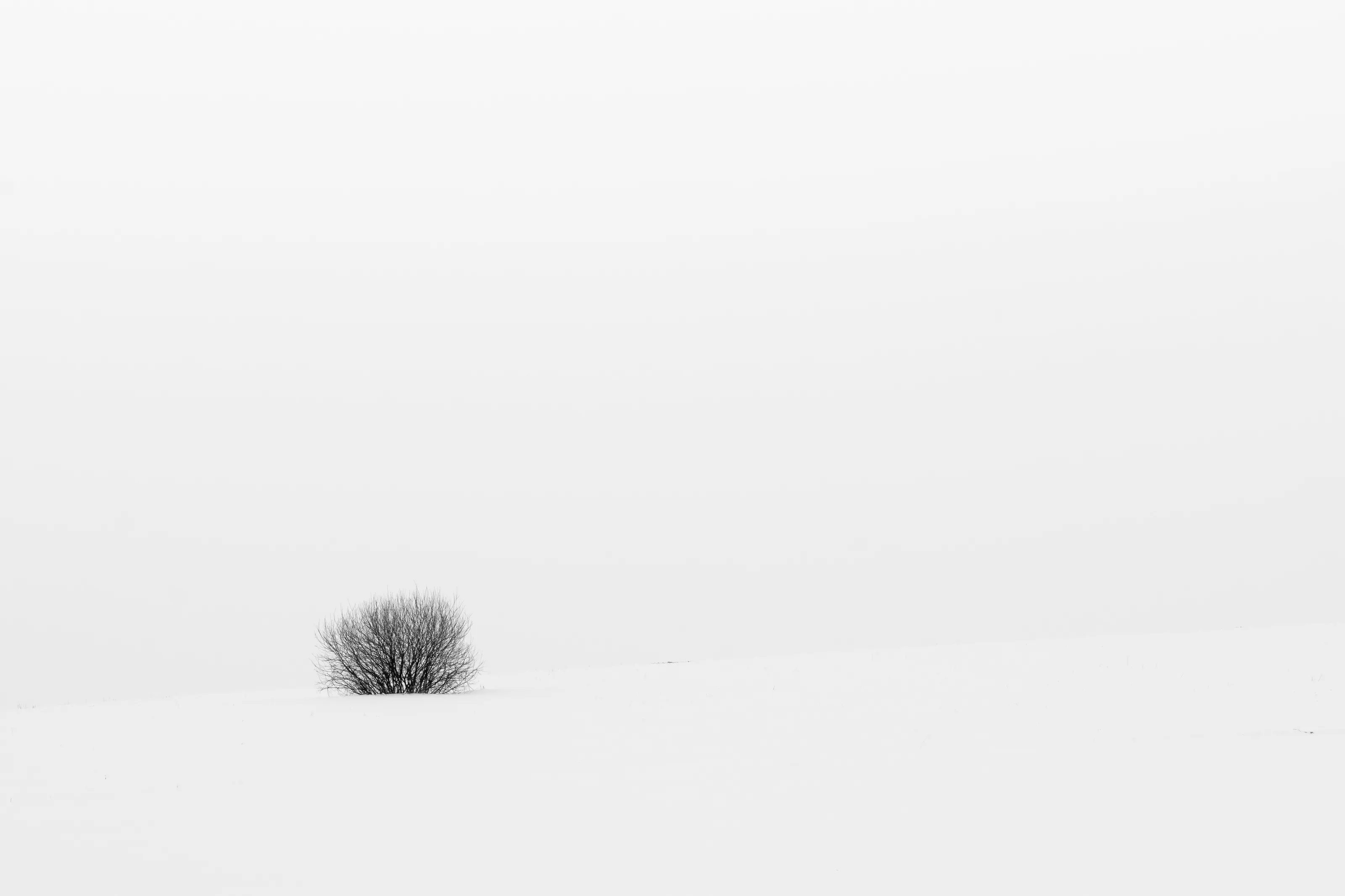 The Bush