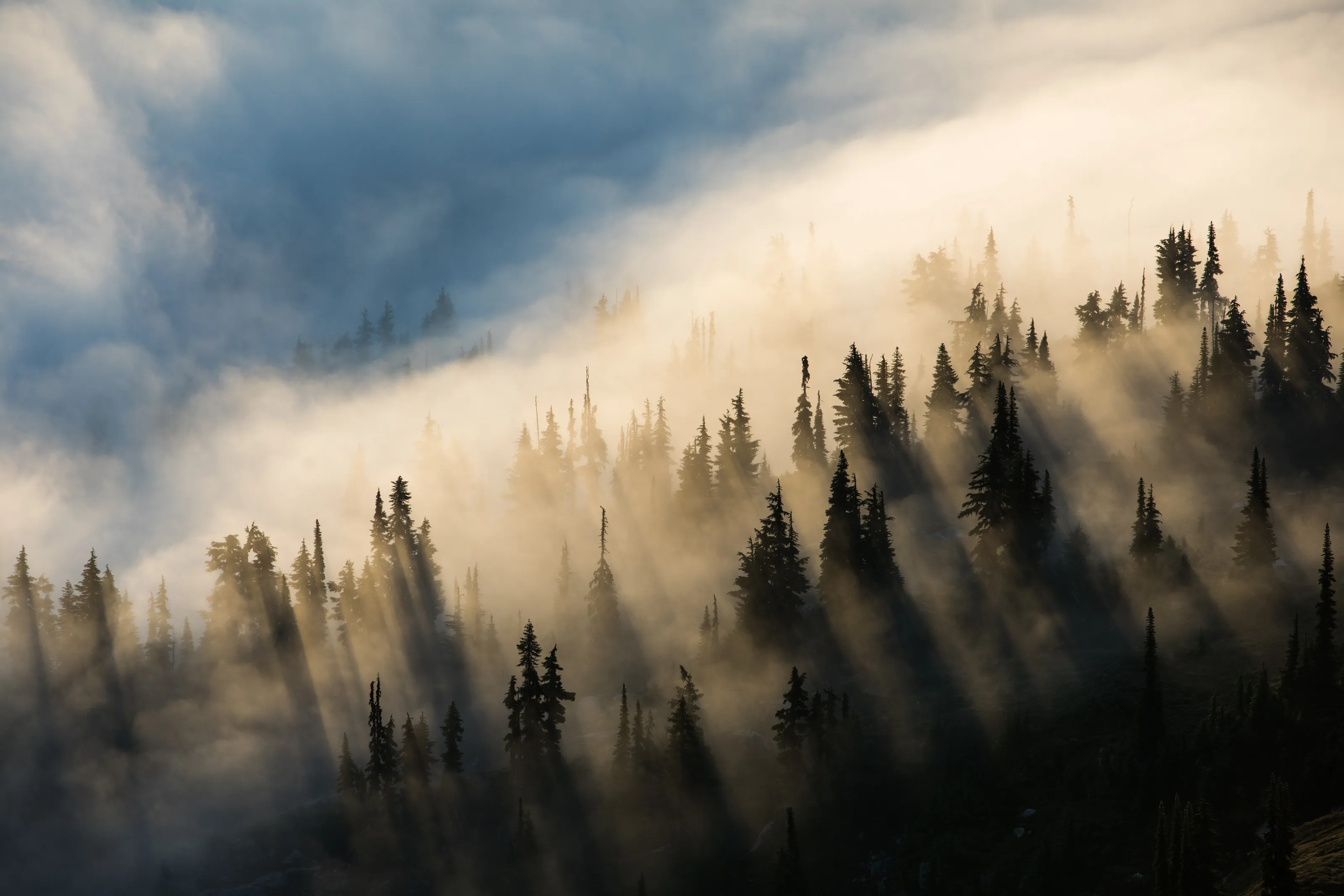 Morning Fog